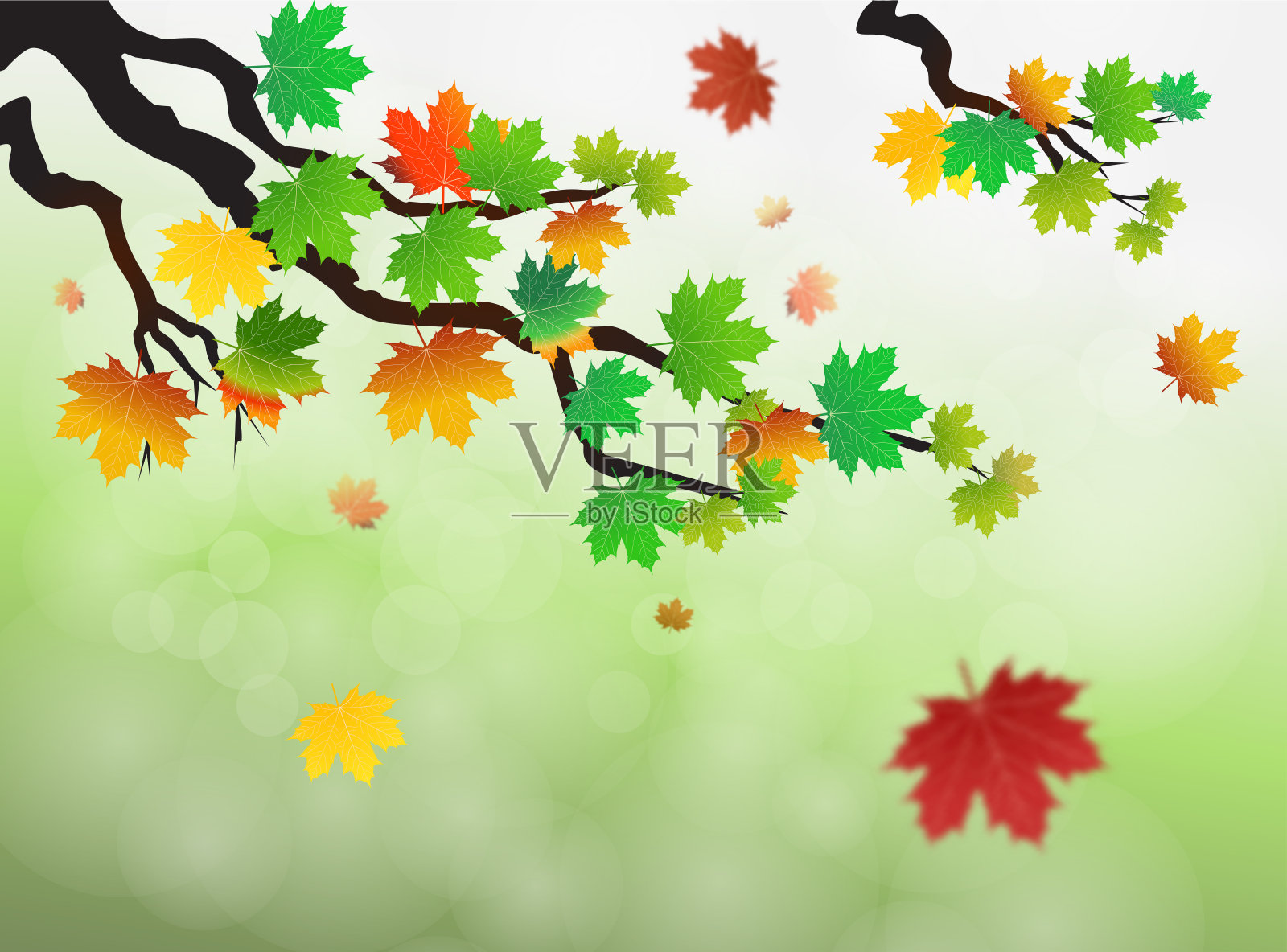 绿叶的枫树，没有聚焦的背景。插画图片素材