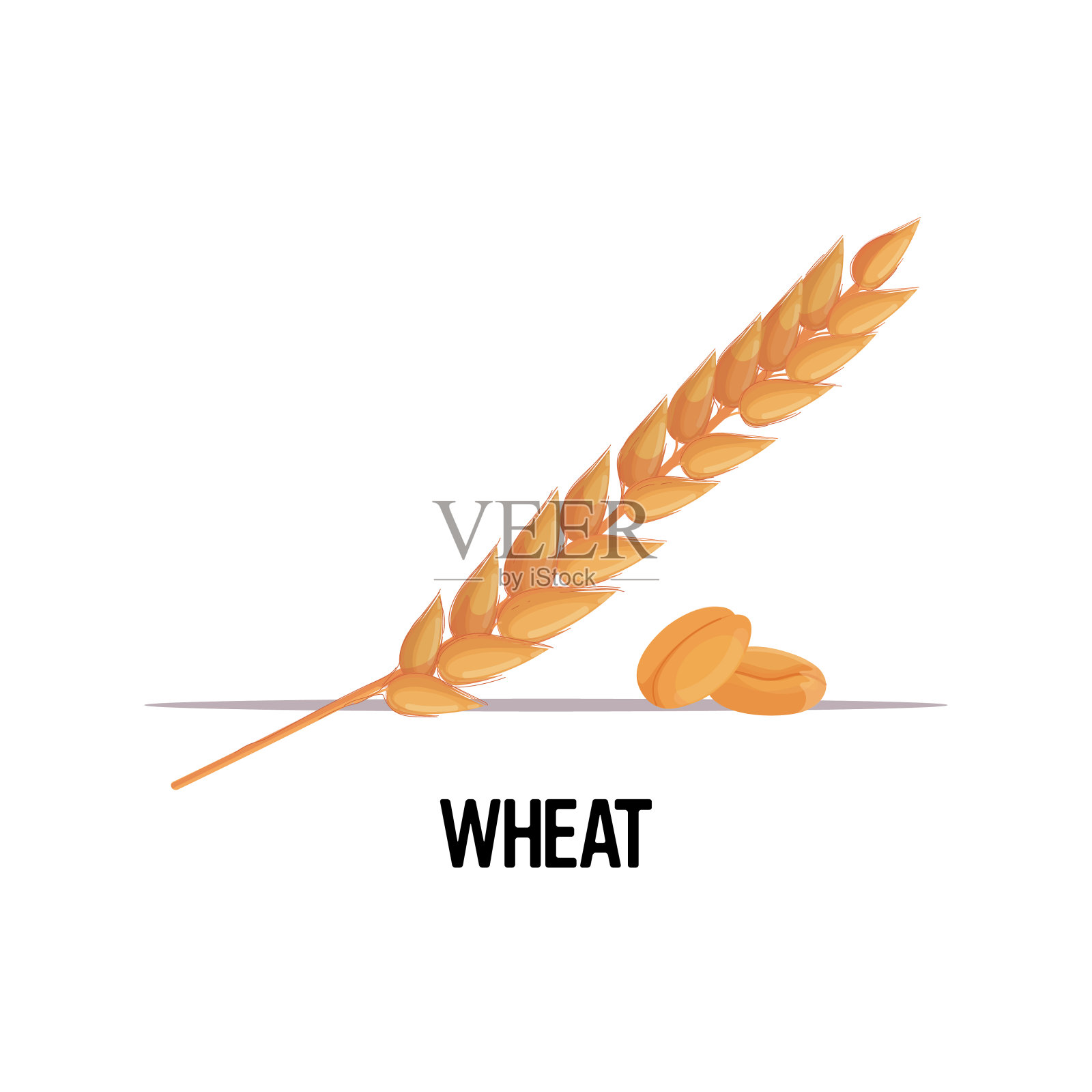 小麦穗与干全谷物有机健康素食白色背景设计元素图片