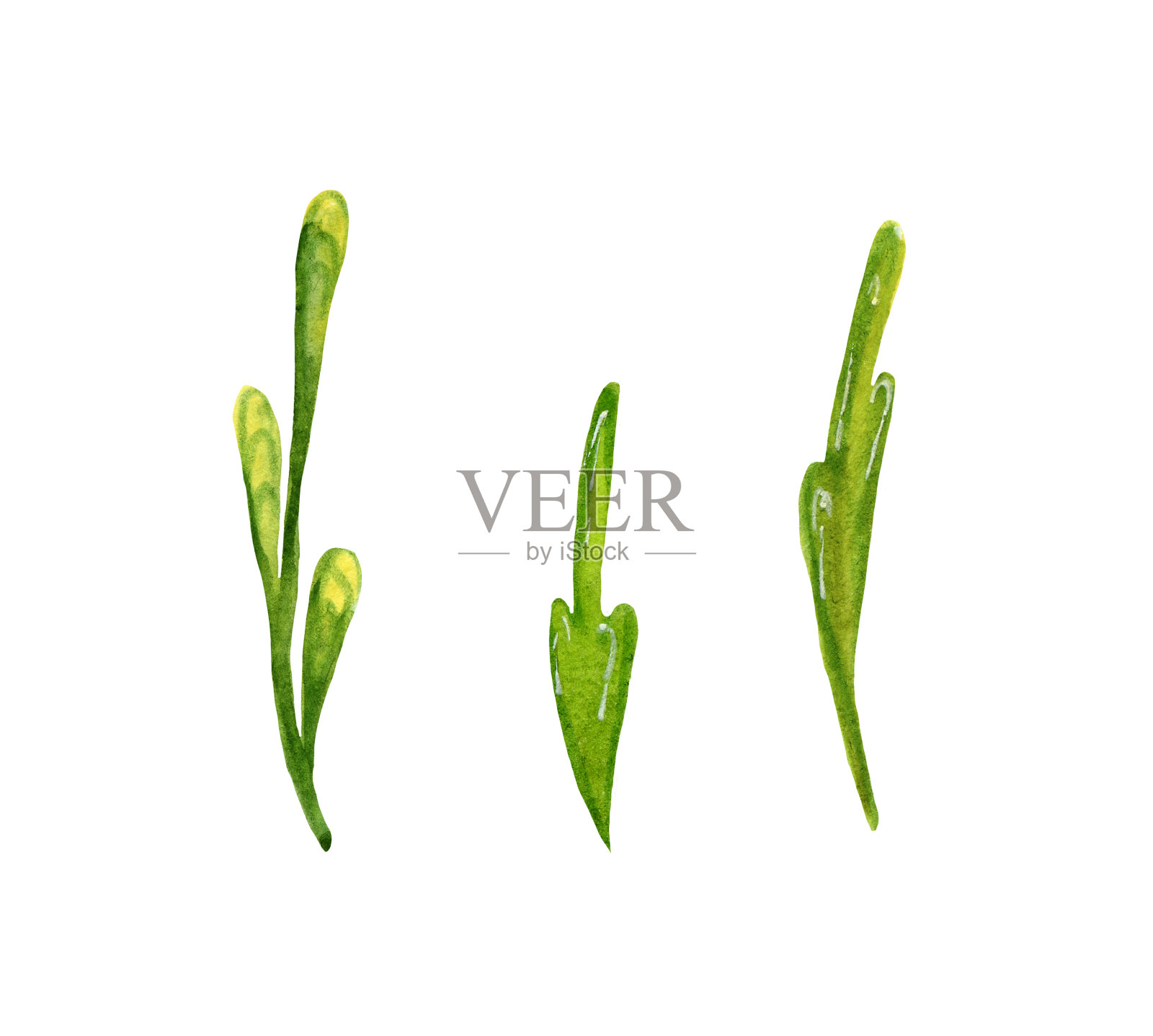 摘要春季集，绿枝绿叶为节日装饰与设计。插画图片素材