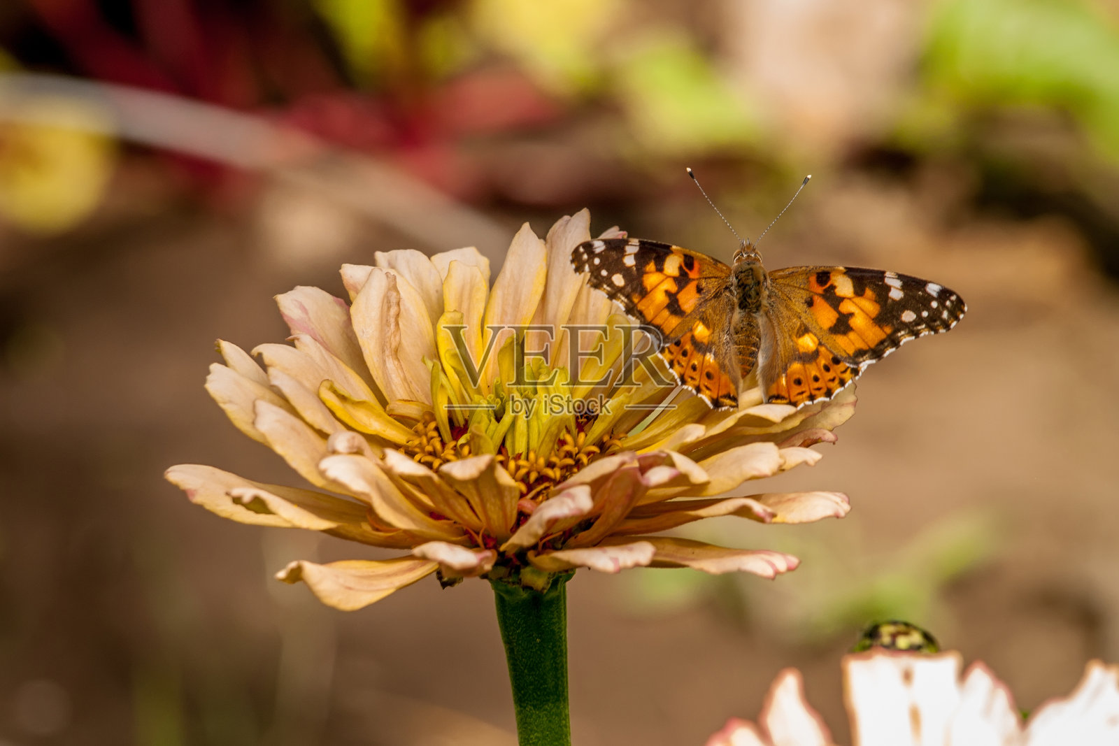 蝴蝶坐在一朵黄花上照片摄影图片