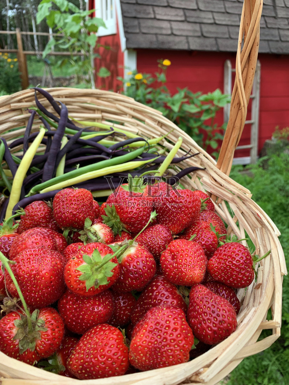 一篮新鲜收获的豆和草莓从有机乡村花园。照片摄影图片