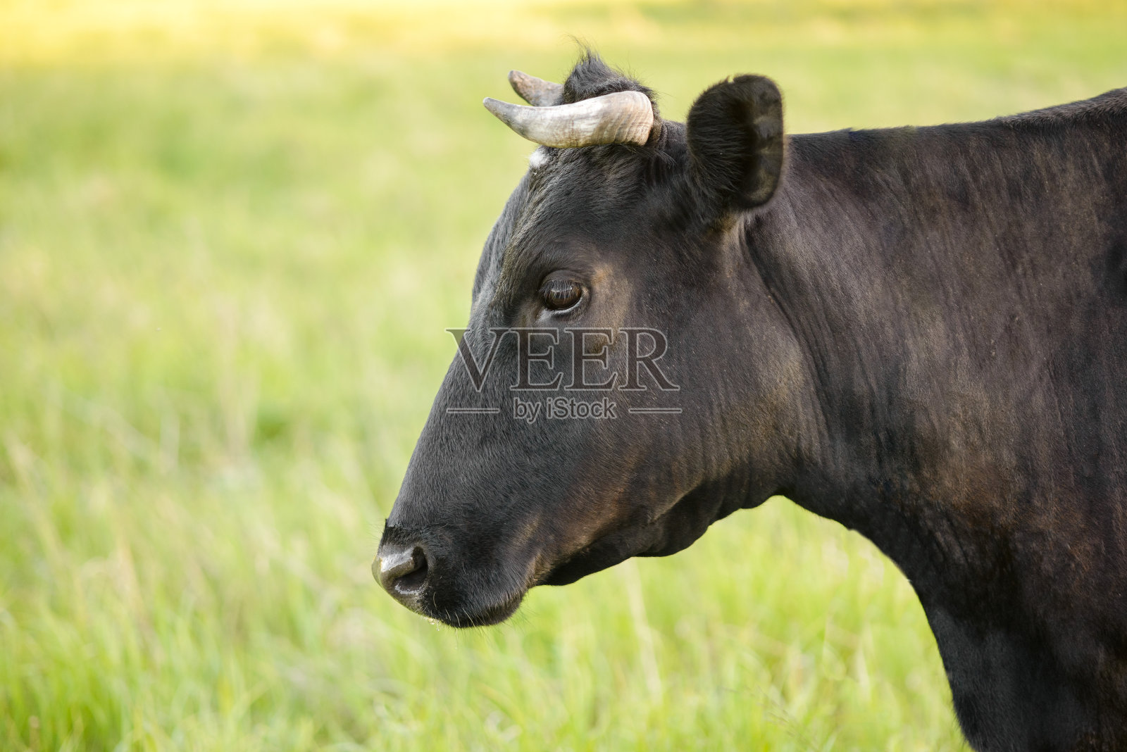 一个巨大的黑白奶牛的侧面在一个草地在日落。照片摄影图片