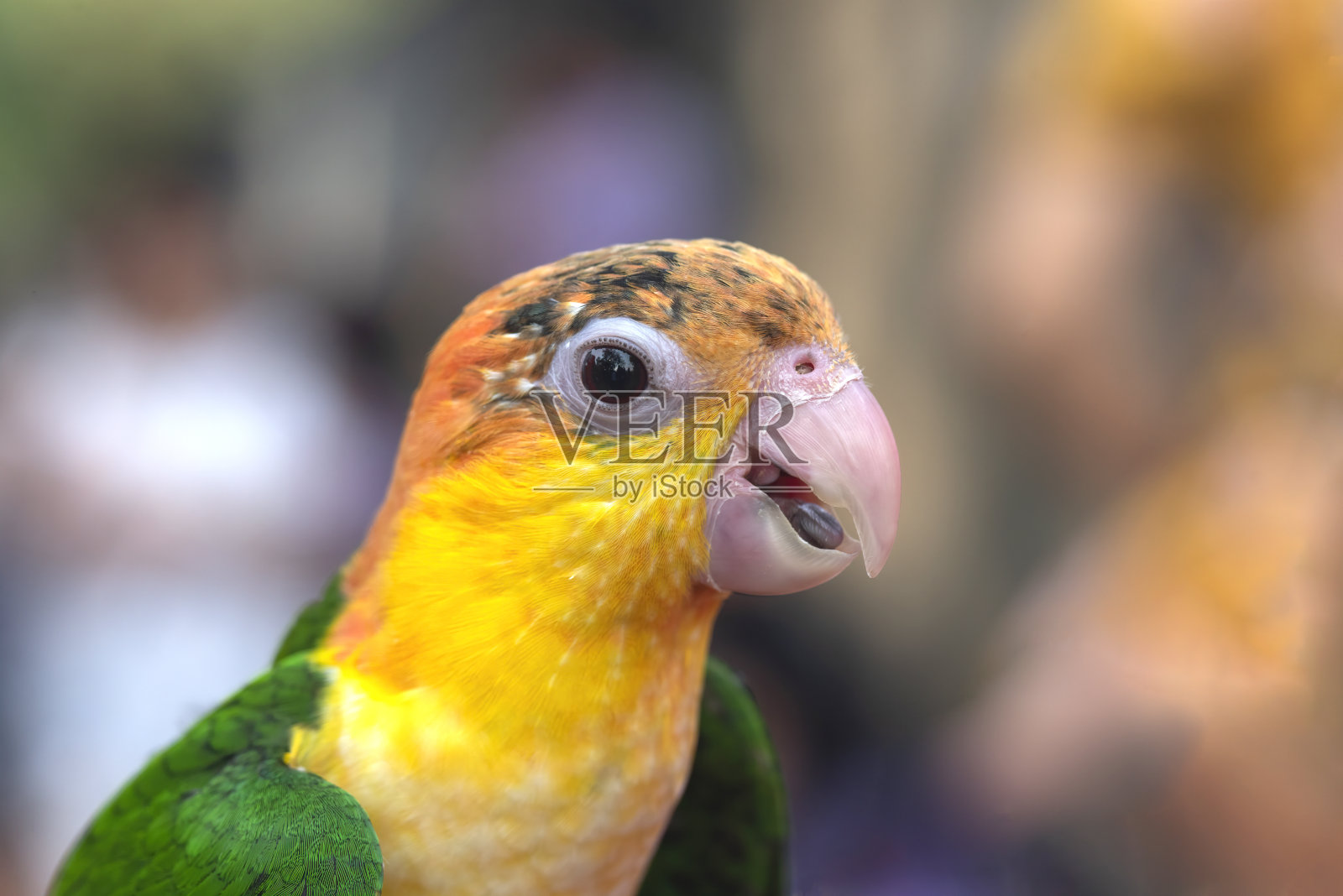 特写一只小鹦鹉，黄色的头和绿色的身体照片摄影图片