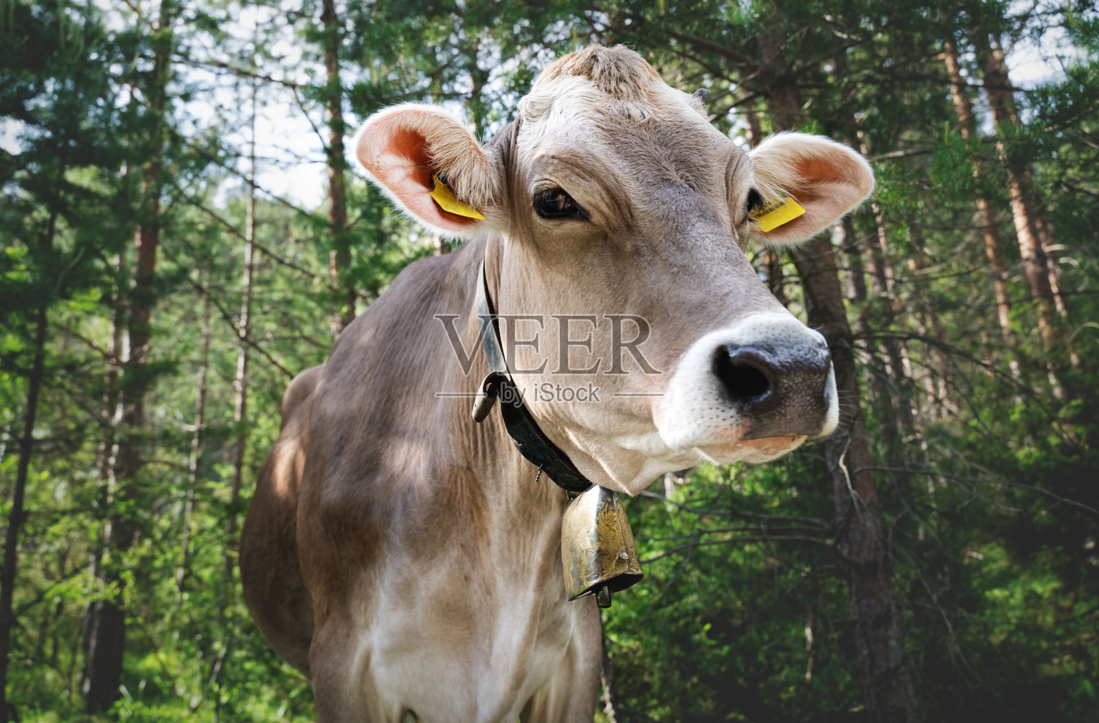 近距离奶牛在高山牧场森林，米明格高原，蒂罗尔，奥地利照片摄影图片