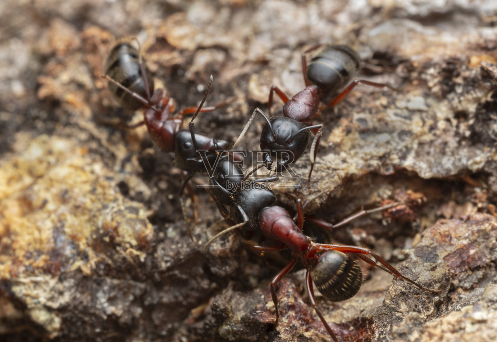 木蚁，针叶树上的弓背蚁照片摄影图片