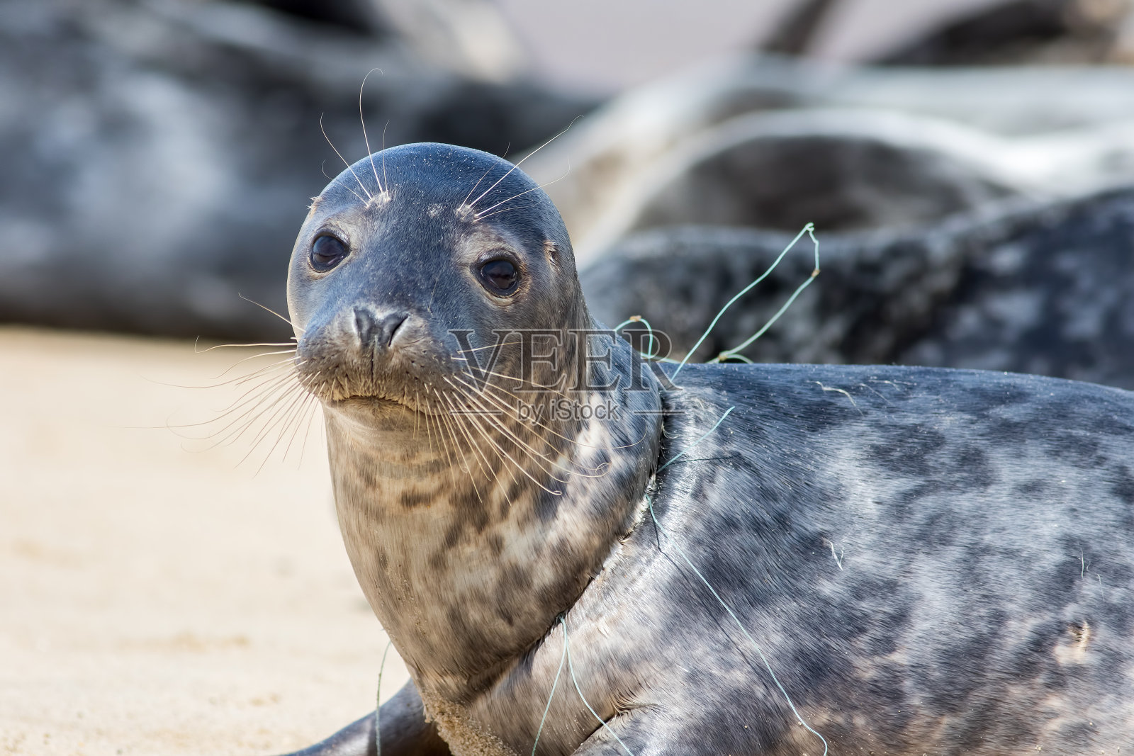 海豹被渔网钩住。美丽的动物受到塑料污染的伤害。照片摄影图片