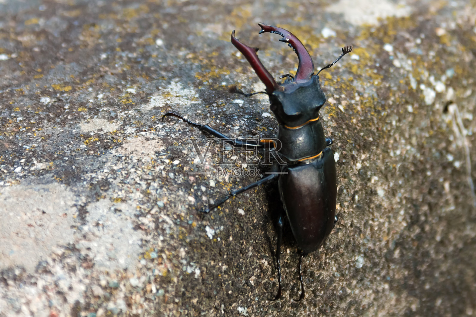 欧洲雄鹿甲虫照片摄影图片