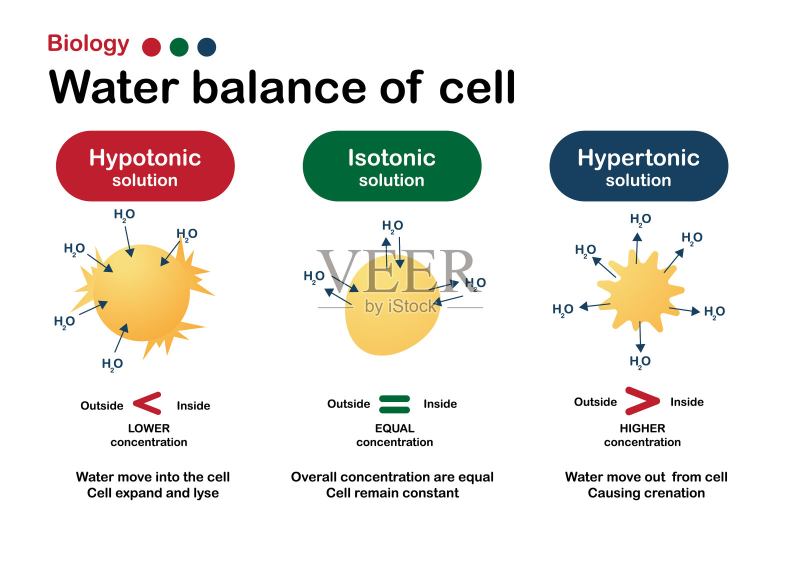 生物学图解显示等渗、高渗和低渗溶液对活细胞水平衡的影响设计元素图片