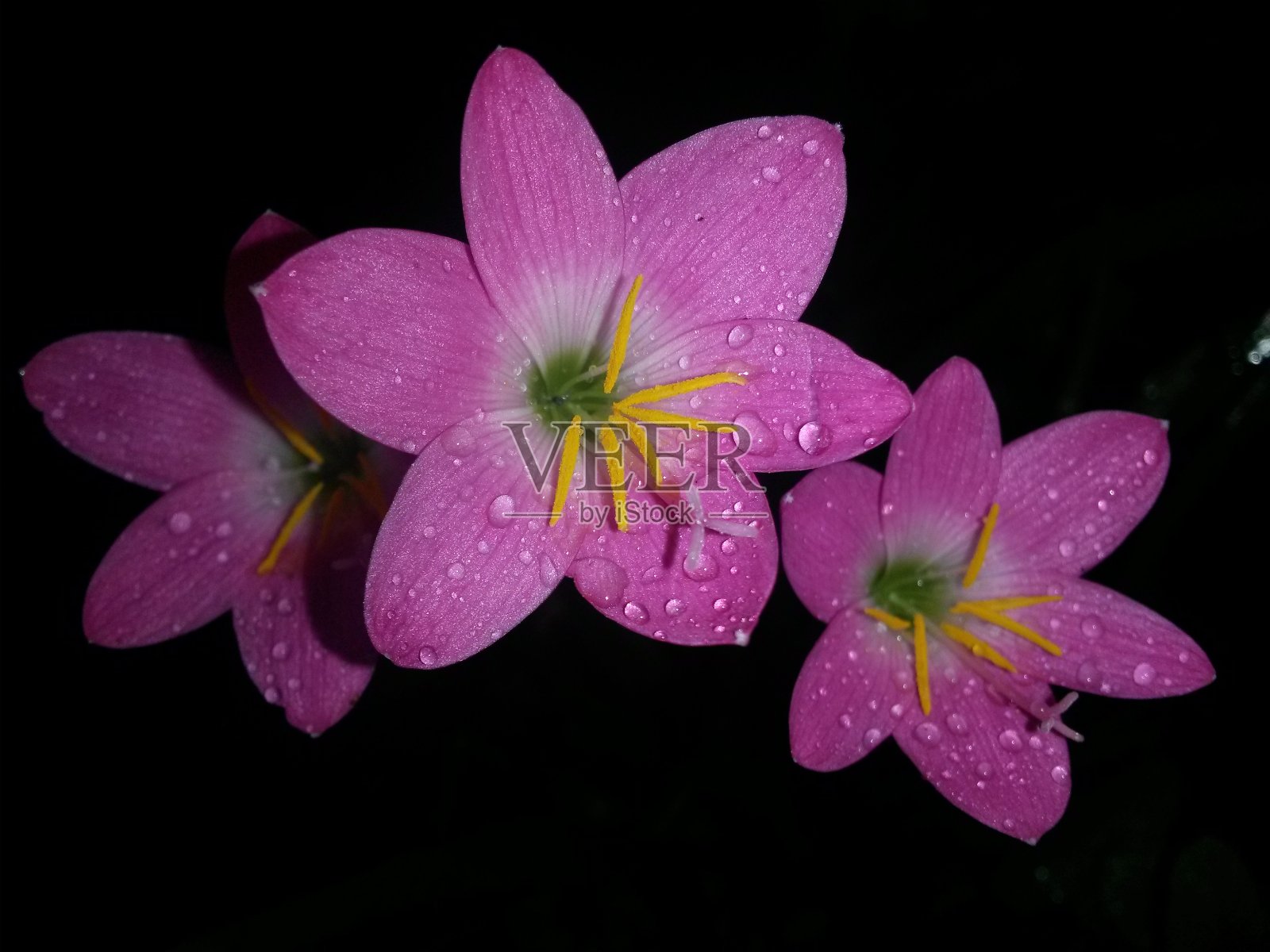 雨夜带露珠的粉红雨百合照片摄影图片