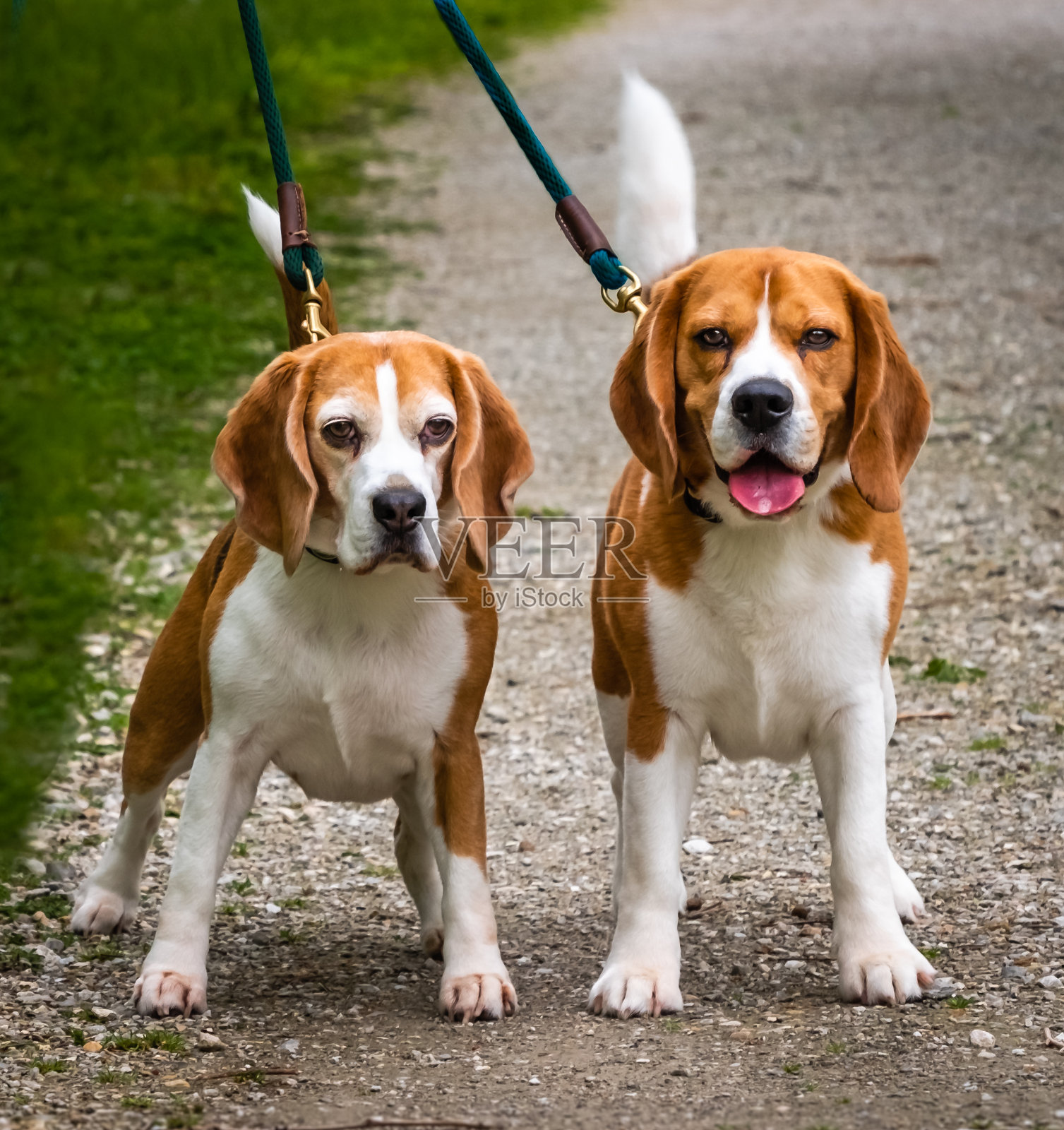两只小猎犬在公园散步照片摄影图片