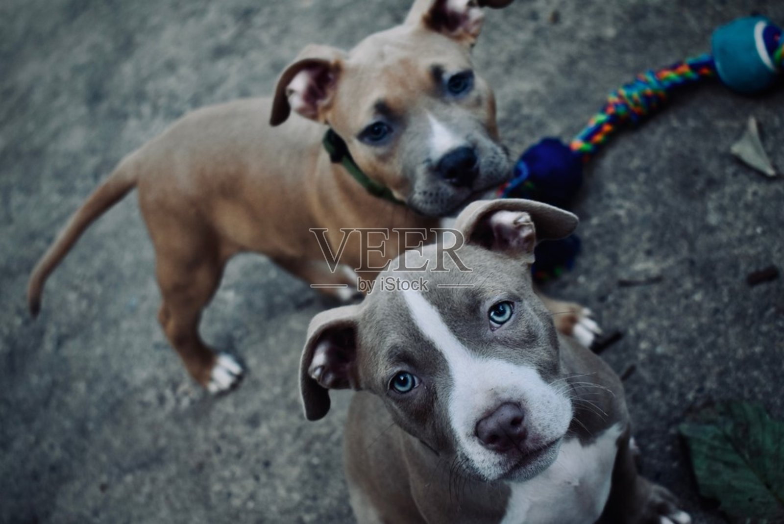 两只可爱的蓝眼睛的狗照片摄影图片