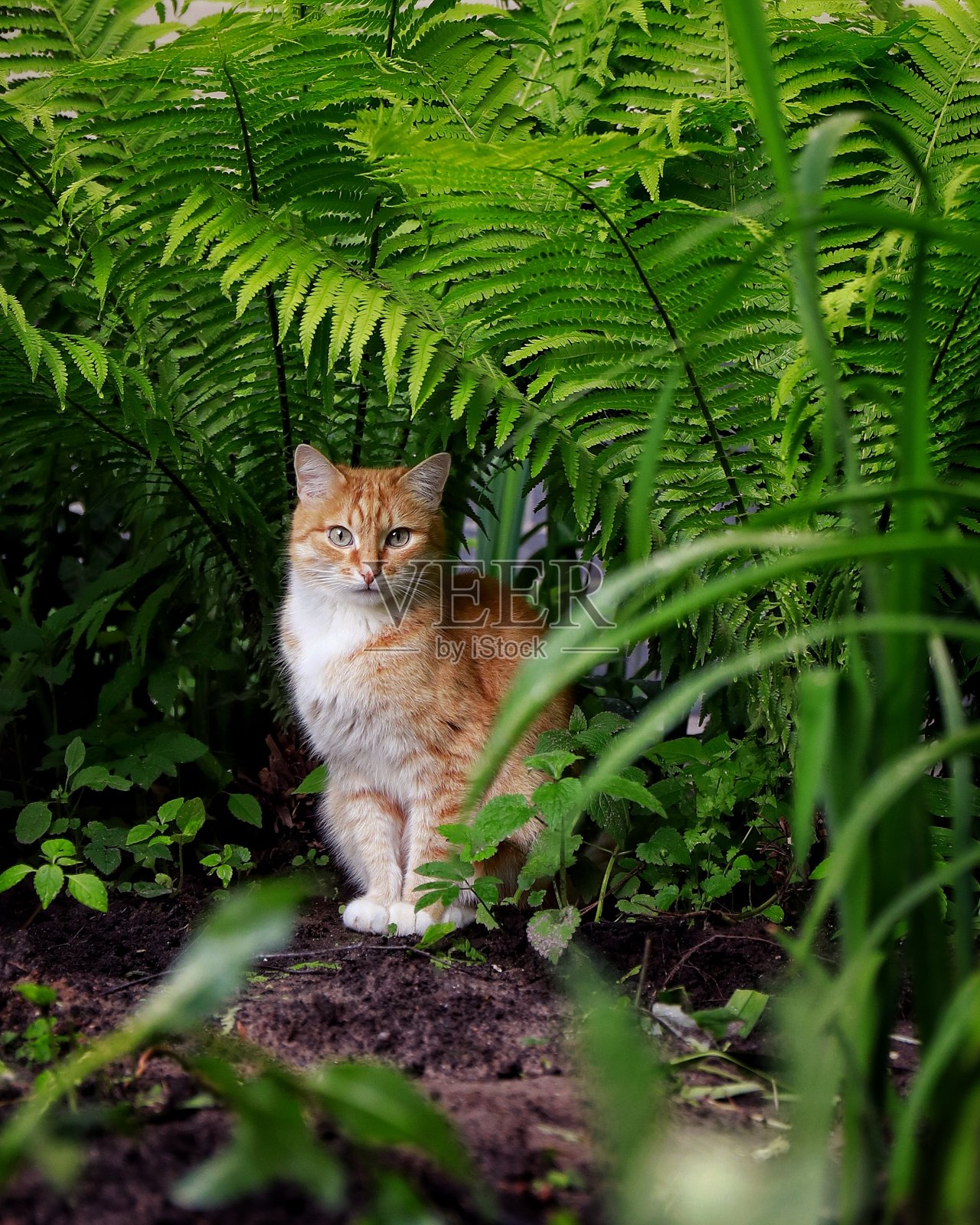 绿色蕨丛下美丽的姜黄色猫照片摄影图片