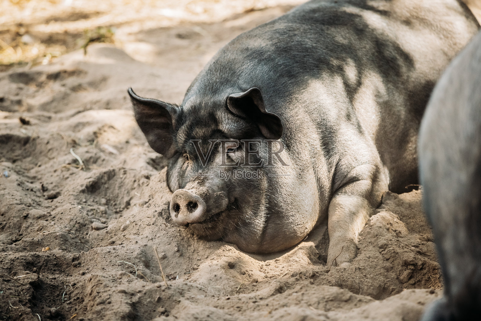在农场院子的沙子里睡觉的大黑猪。养猪业就是饲养家养的猪。它是畜牧业的一个分支。猪主要作为食物饲养(猪肉，熏肉，火腿照片摄影图片