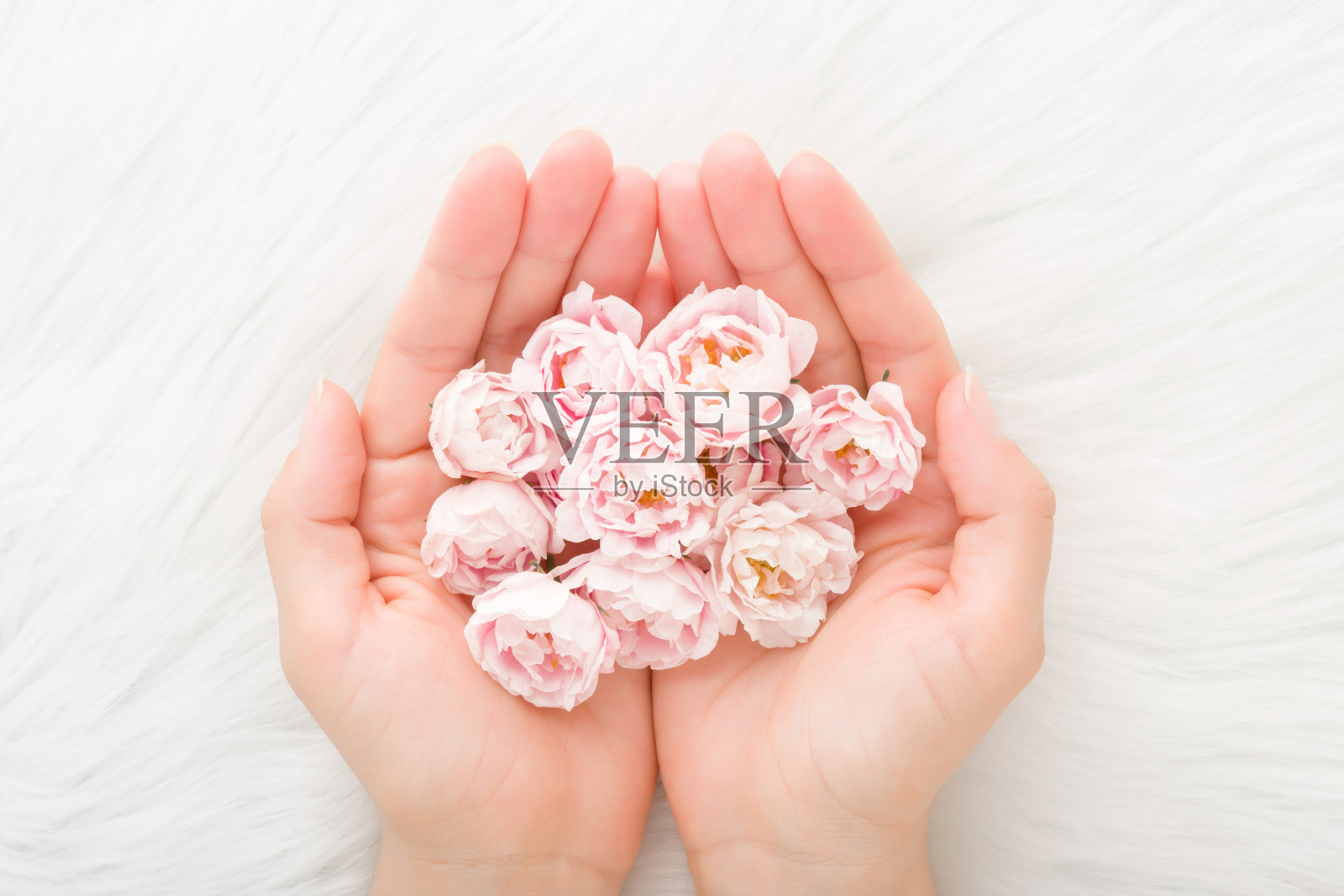 美丽的小粉红玫瑰在女人的手掌上白色毛茸茸的毛皮毯子的背景。柔和的颜色。特写镜头。视角拍摄。自顶向下的观点。照片摄影图片