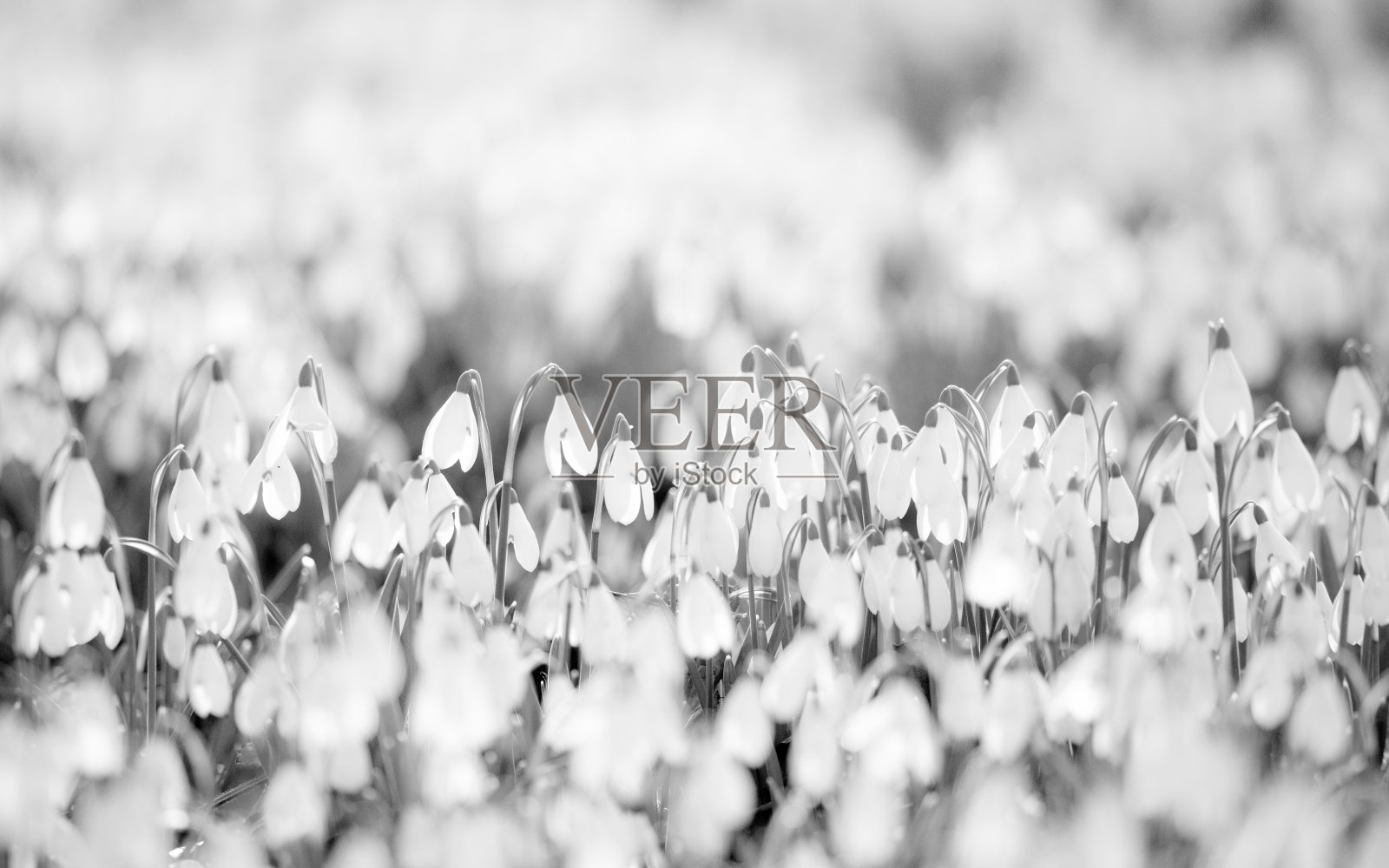 数以百计的雪花莲花捕捉阳光-黑白照片照片摄影图片