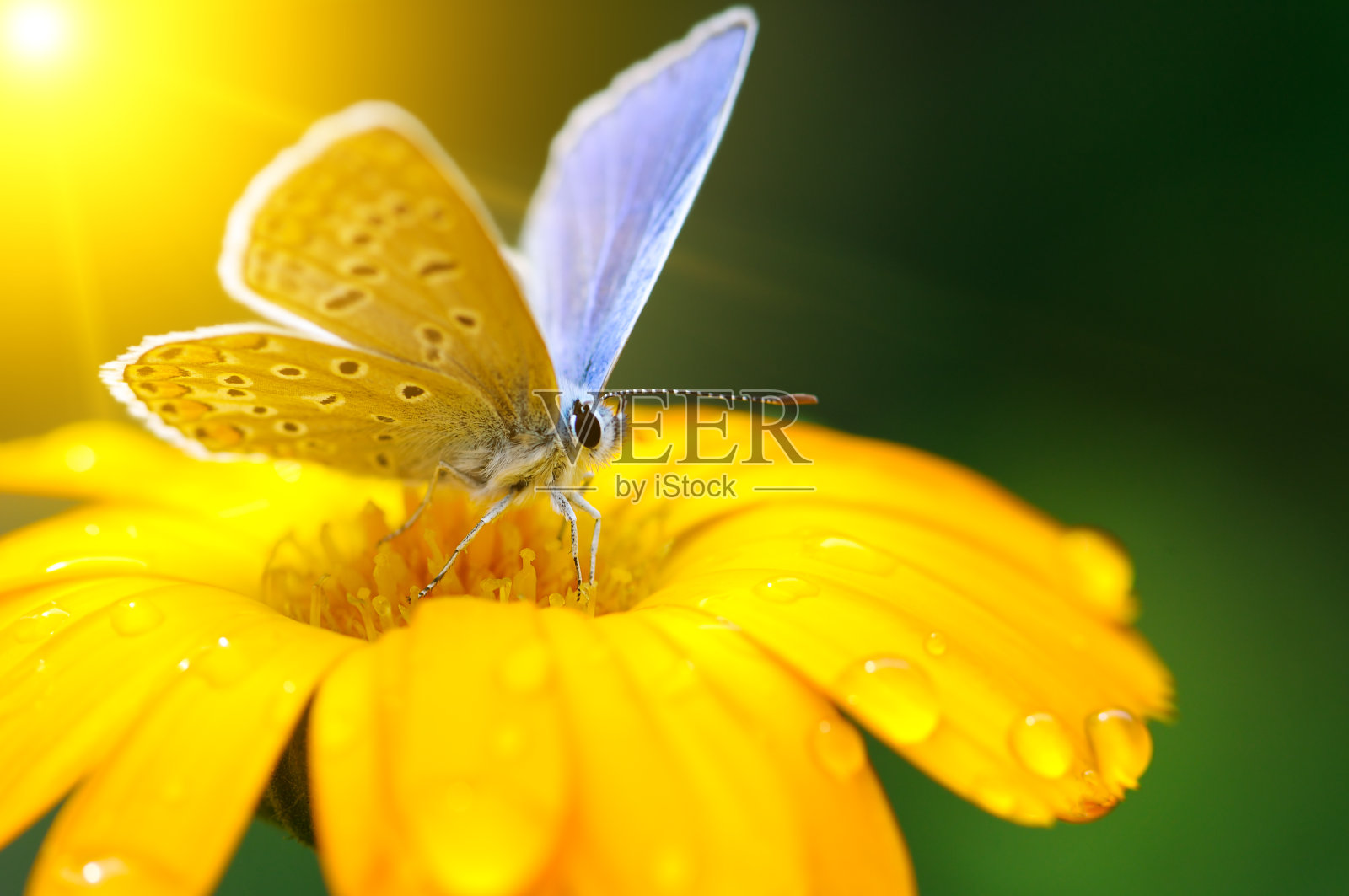 美丽的蝴蝶在Gazania花上照片摄影图片