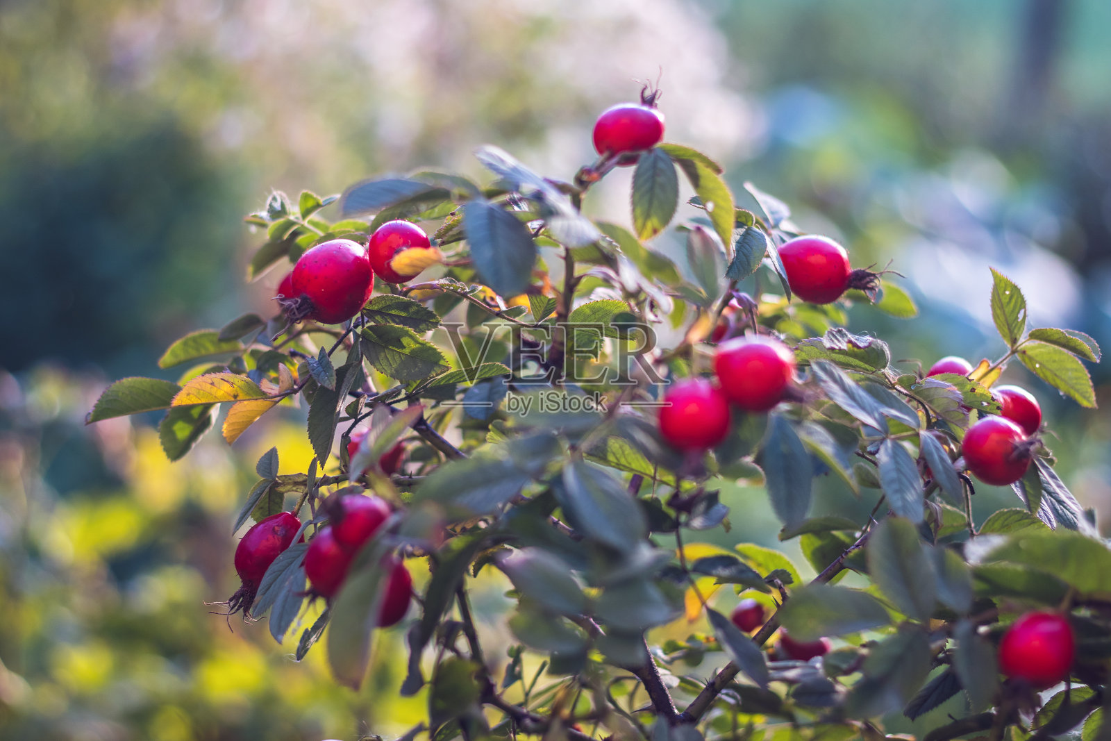 红玫瑰果在灌木上照片摄影图片