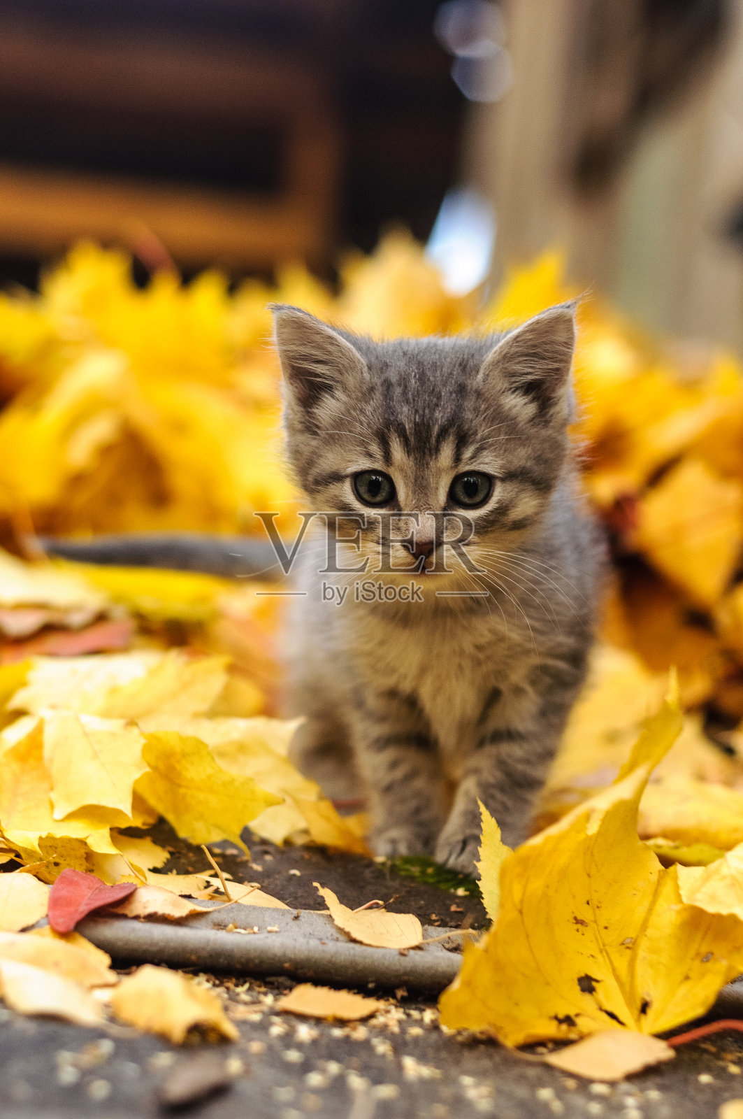 小猫黄叶秋日照片摄影图片