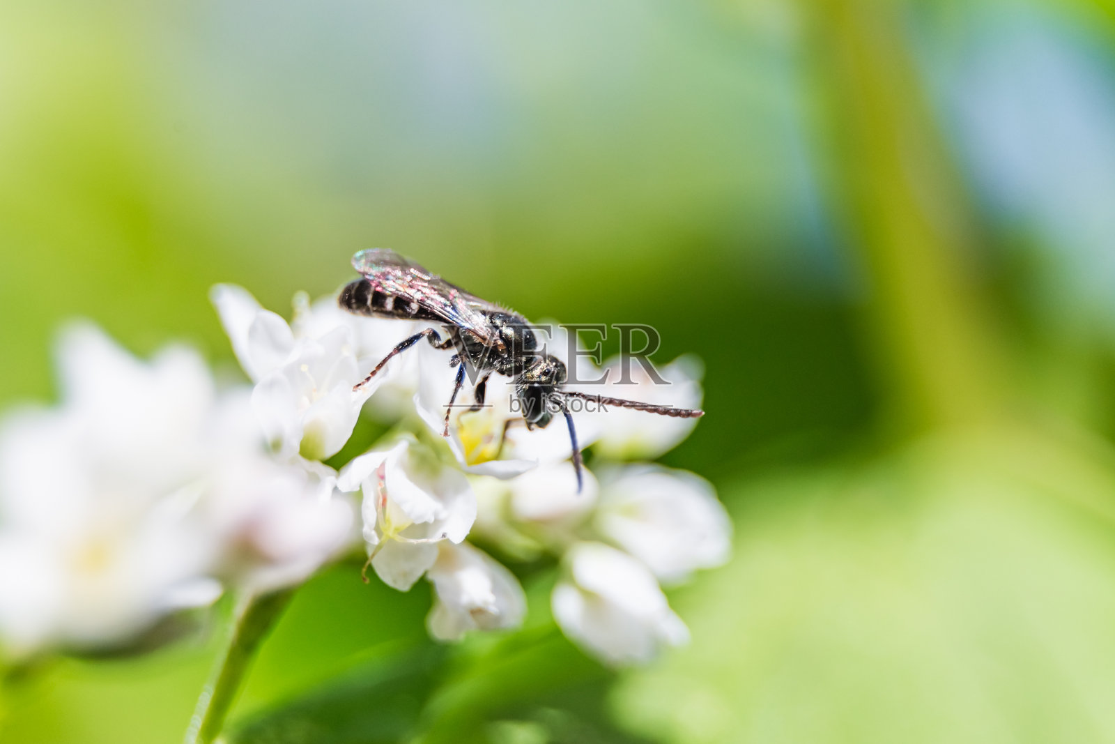 一只小蜜蜂在花上，一只蜜蜂在花上吮吸花蜜照片摄影图片