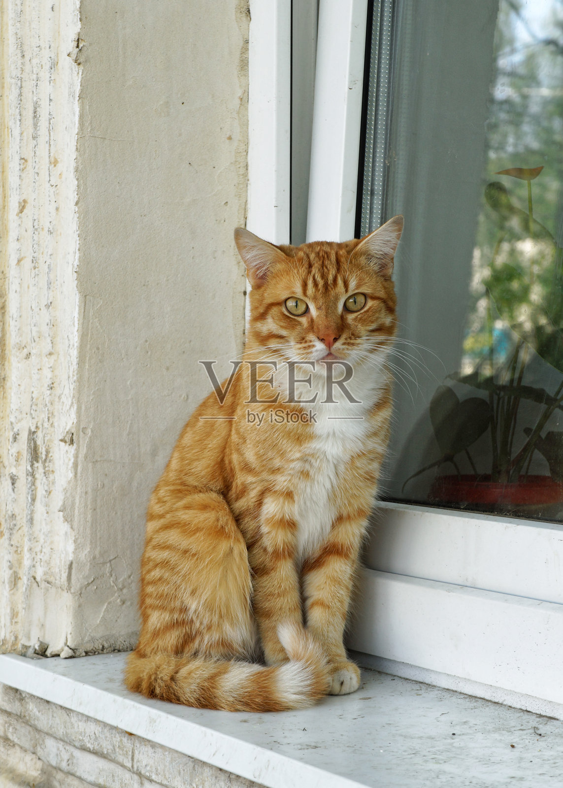黄眼睛的红虎斑猫坐在窗边照片摄影图片