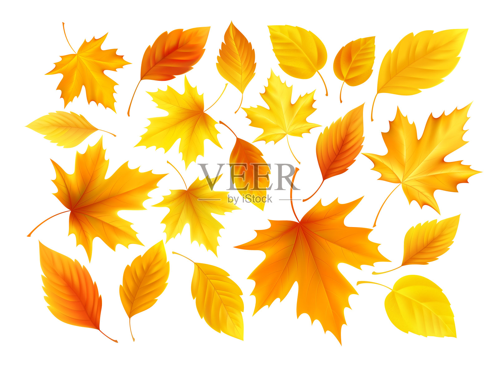 一套现实的秋天黄色，红色，橙色的叶子孤立在一个白色的背景。矢量图设计元素图片