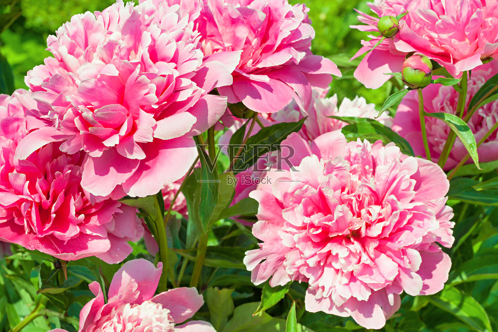 春天，粉红色的花在花园里盛开照片摄影图片