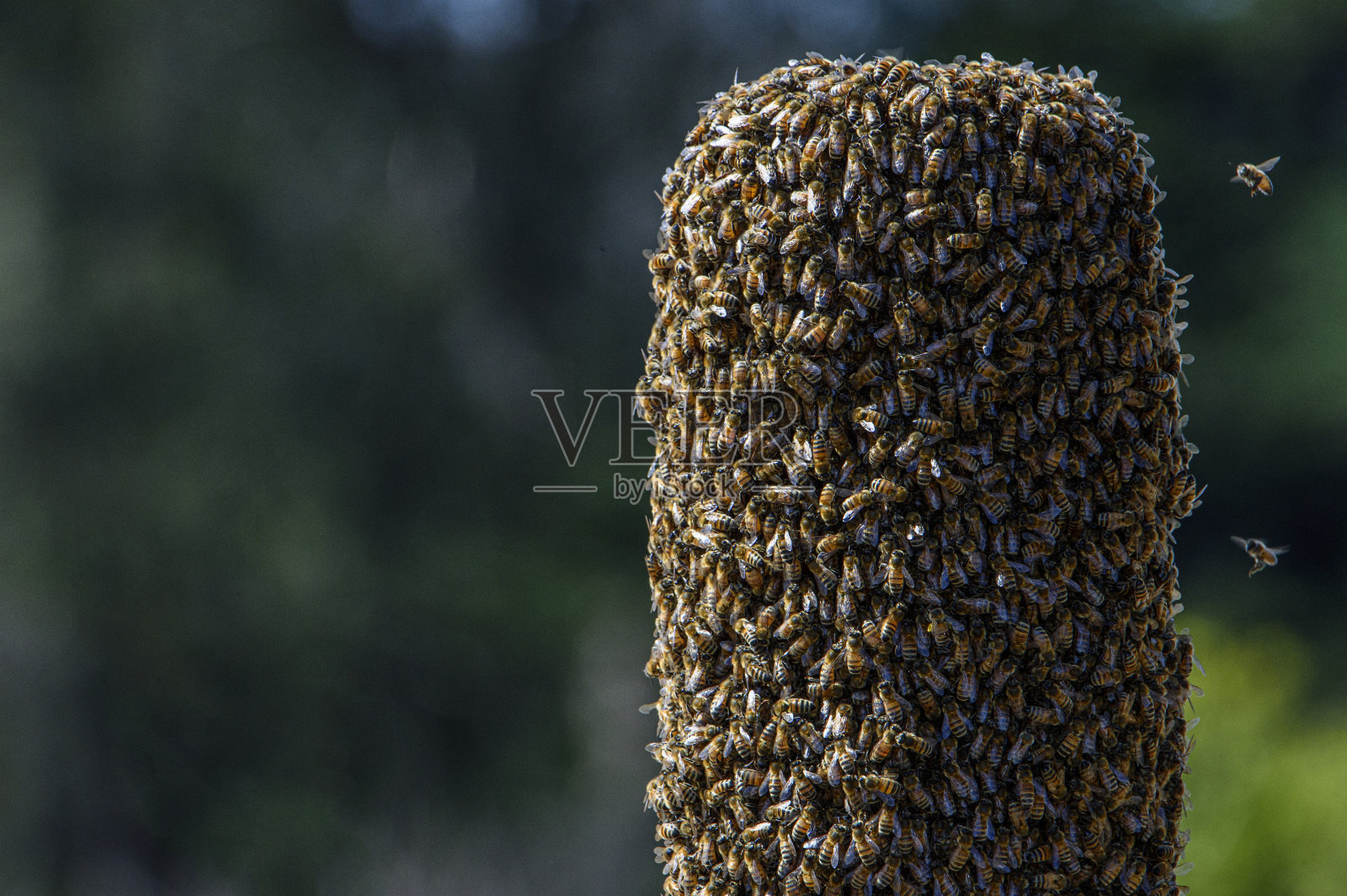 蜂群形成新蜂群的特写照片摄影图片