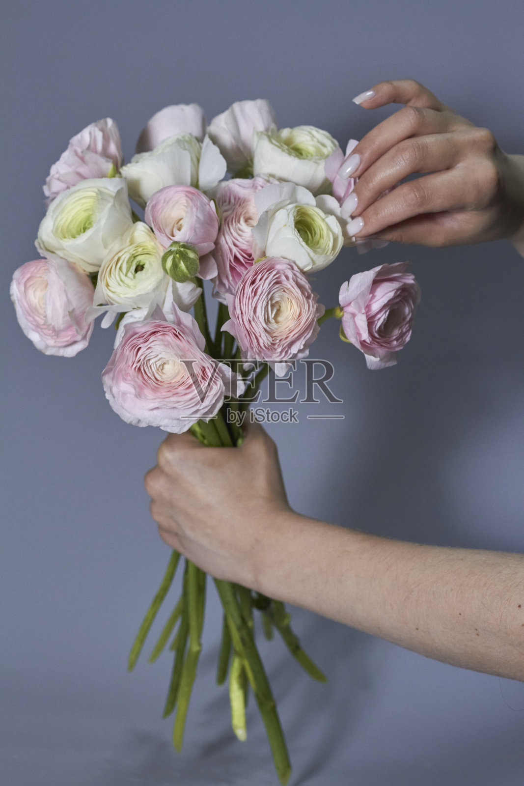 春天的鲜花捧在女性的手中。粉红色和白色毛茛花孤立在灰色背景上。美丽的毛茛花束。照片摄影图片