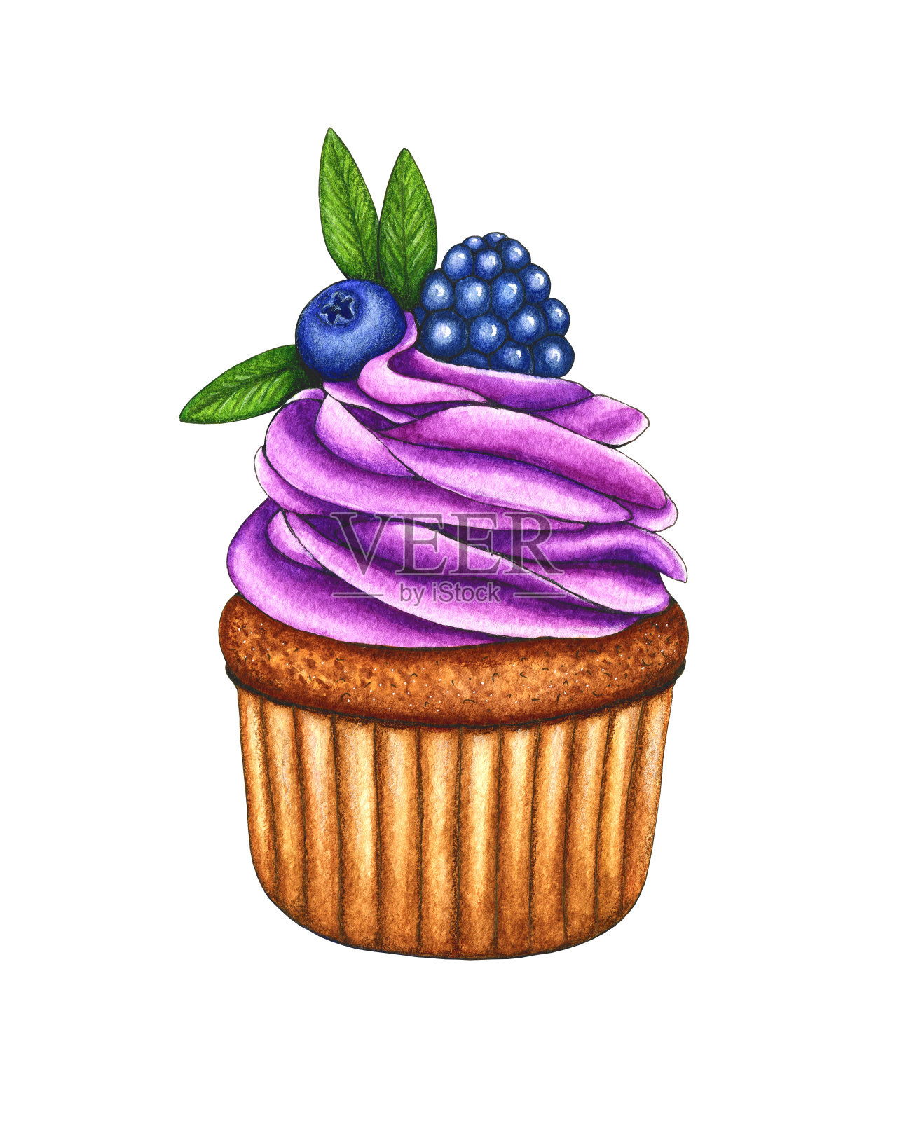 紫色奶油，新鲜蓝莓，黑莓和绿叶的水彩纸杯蛋糕。手动绘制元件隔离设计设计元素图片