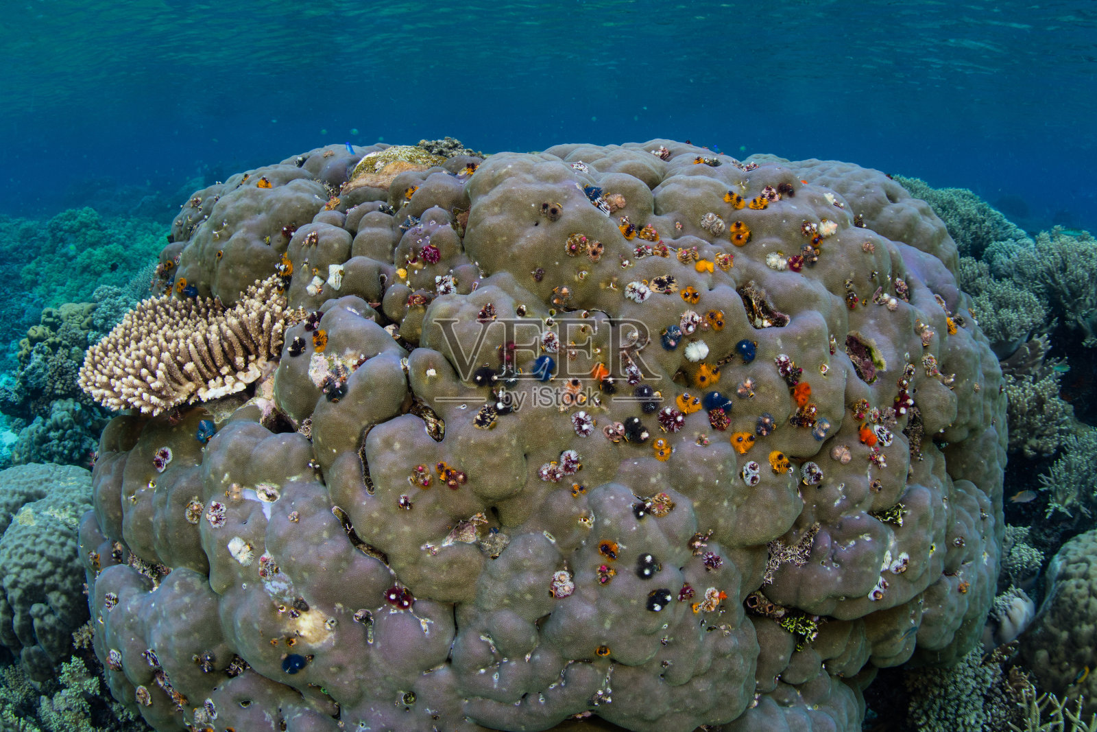圣诞树蠕虫和巨石珊瑚照片摄影图片