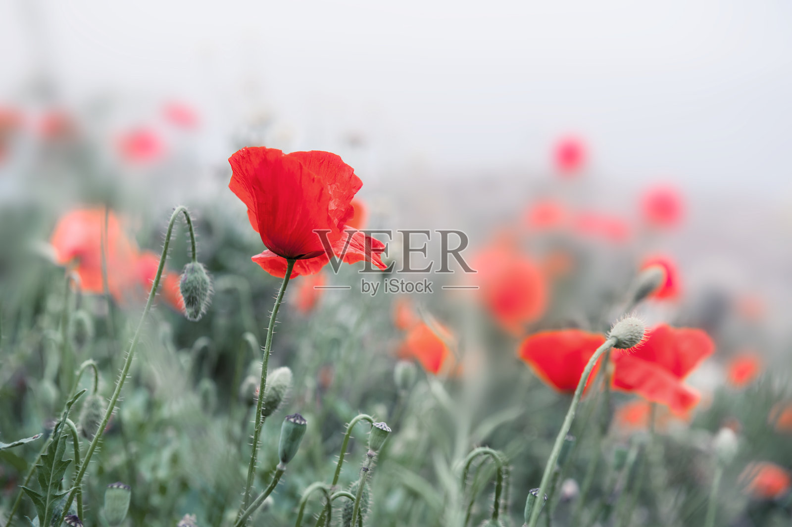雾蒙蒙的早晨，田野里盛开着红色的罂粟花。照片摄影图片