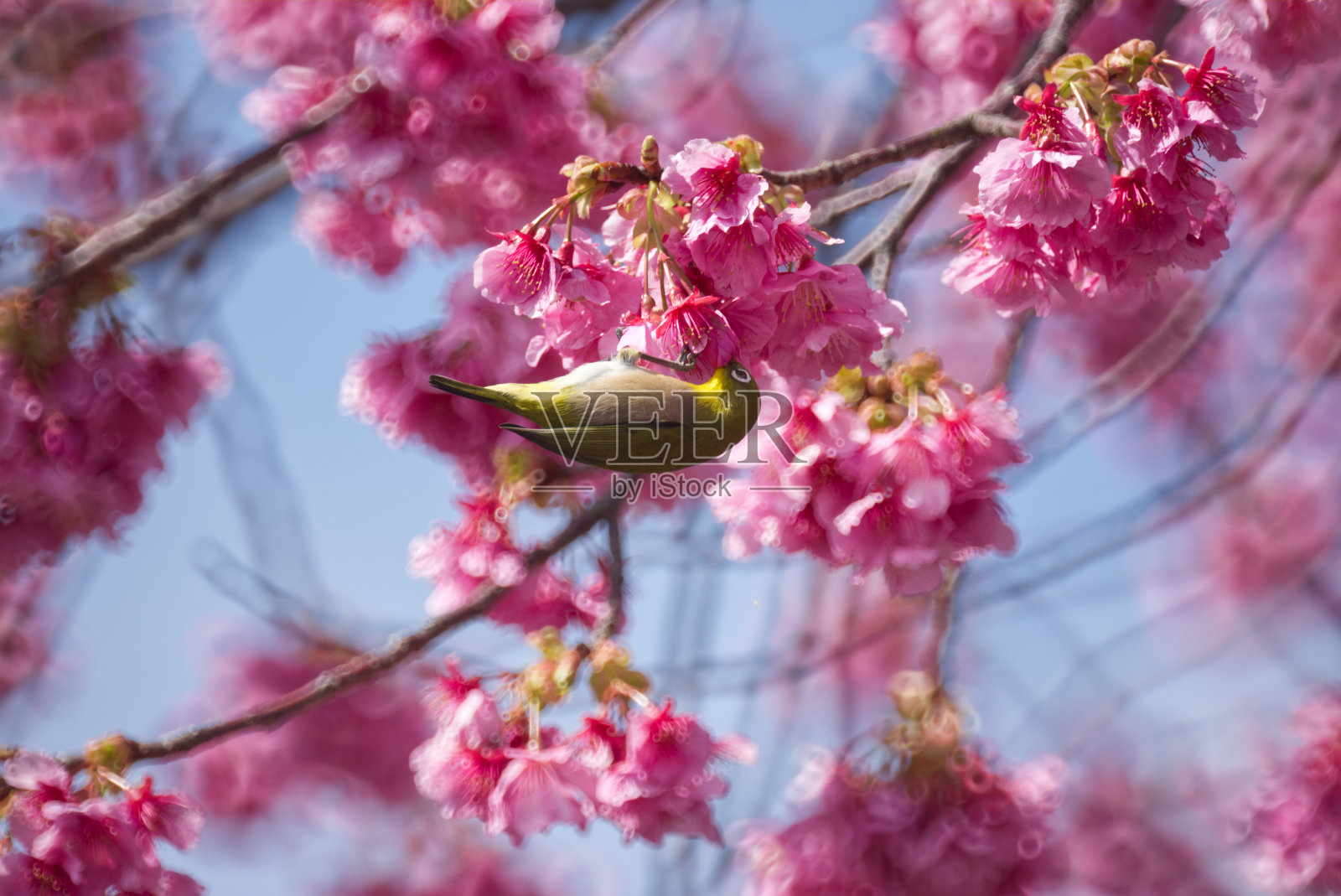 模糊的小黄鸟栖息在樱花树的枝与模糊的盛开的粉红色樱花背景照片摄影图片