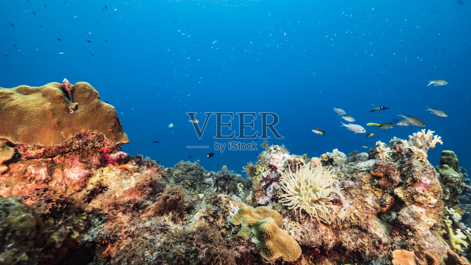 在加勒比海珊瑚礁的绿松石海水/库拉索岛与海葵，鱼，珊瑚和海绵照片摄影图片