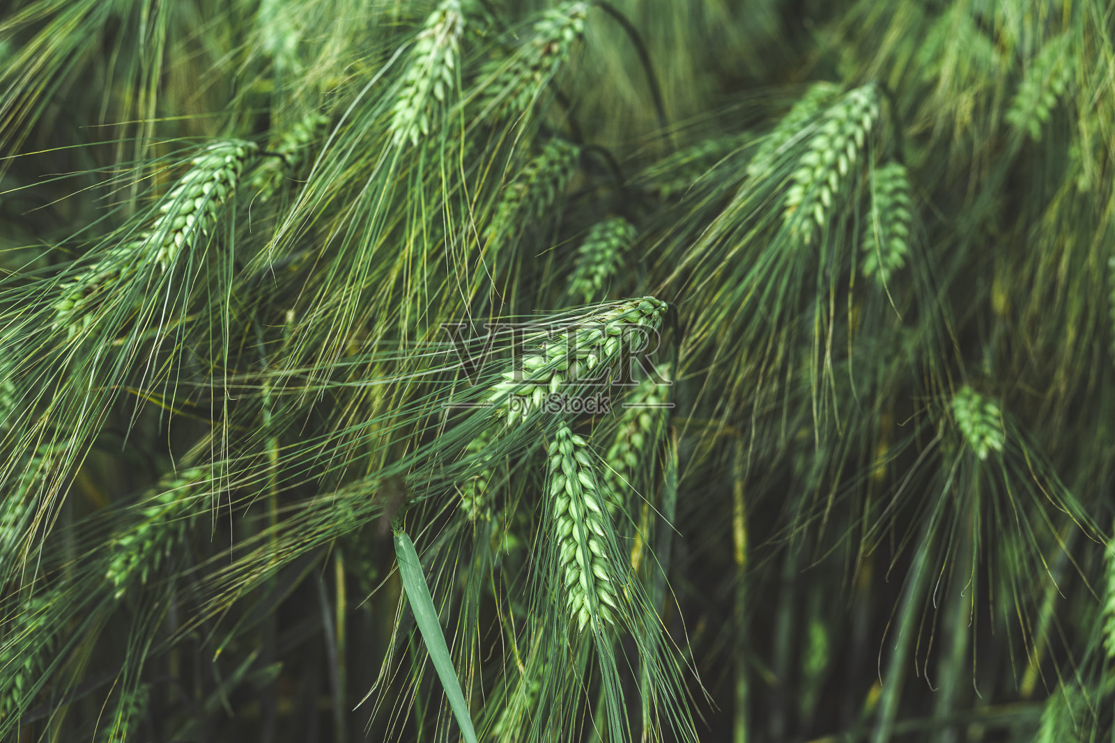 小麦的耳朵。小麦绿地。与自然重新连接。回归自然。背景照片摄影图片