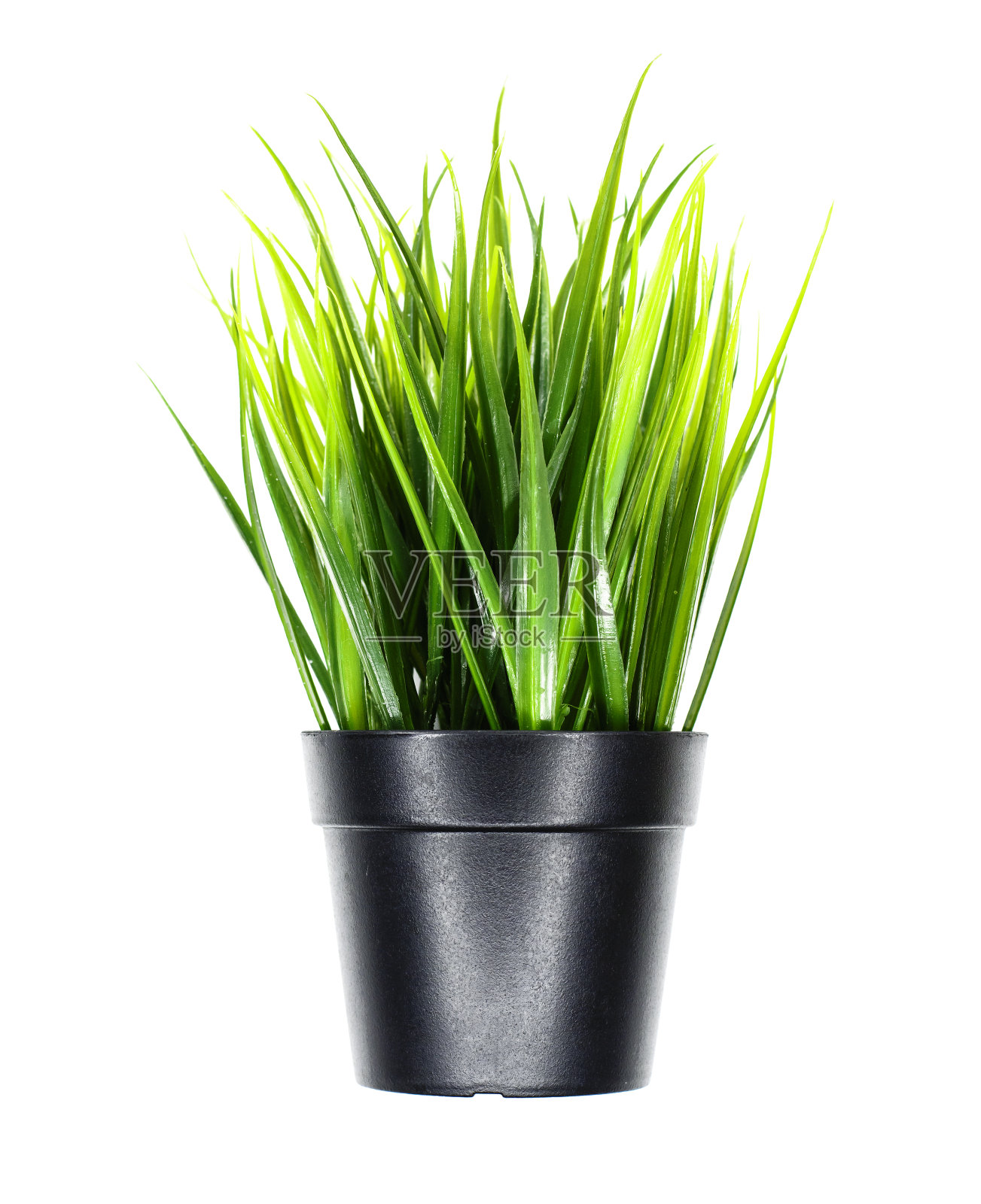 多汁的绿草生长在黑色的花盆。孤立在白色照片摄影图片