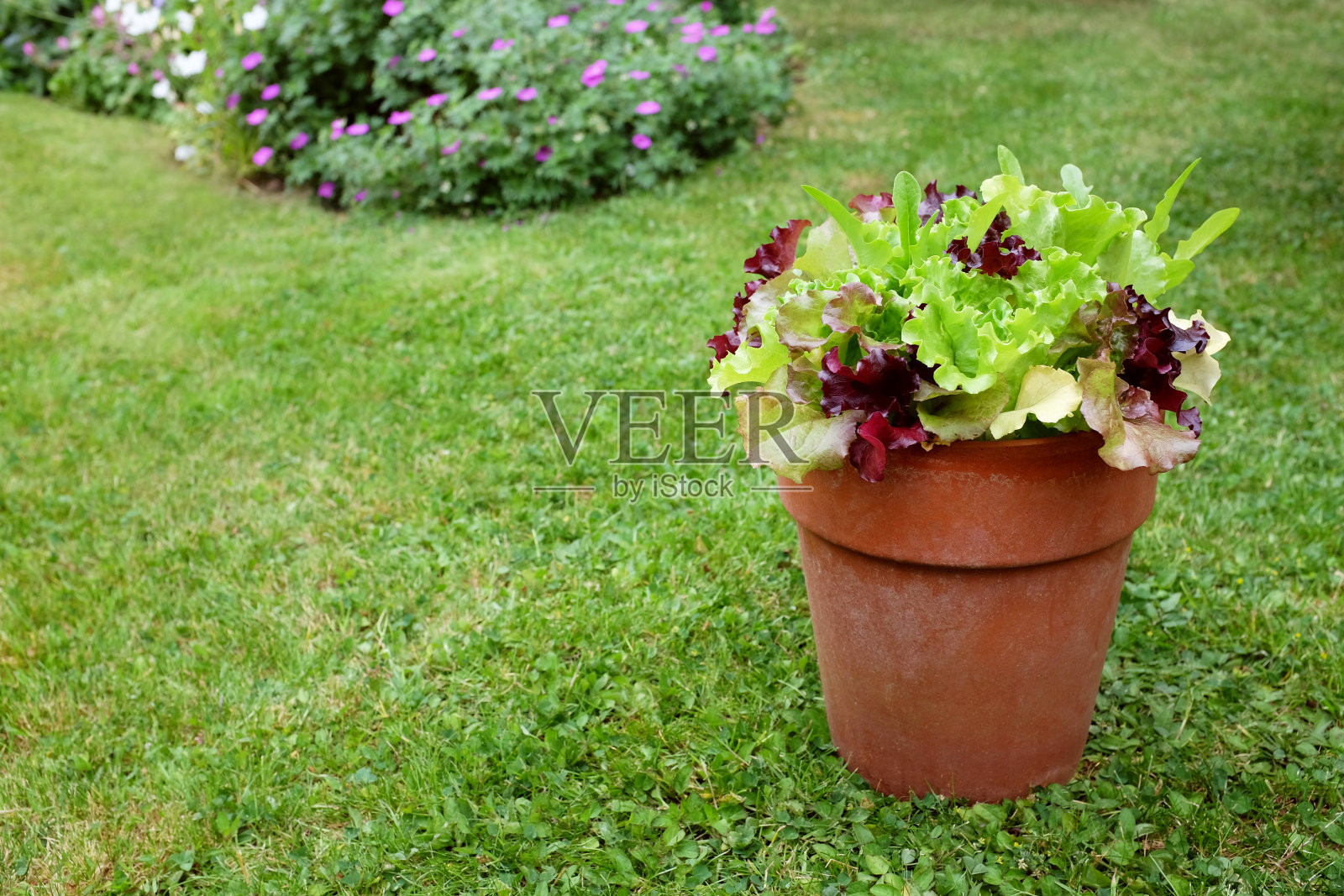 混合生菜植物的花盆，红色和绿色沙拉叶照片摄影图片