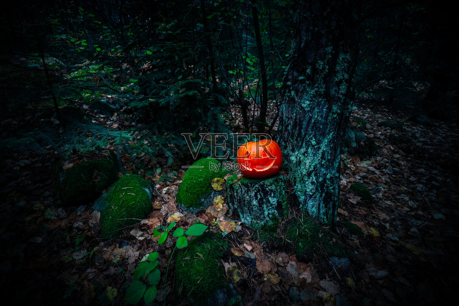 可怕的万圣节灯笼，在黑暗的森林用南瓜做的。幽灵万圣节户外背景。照片摄影图片