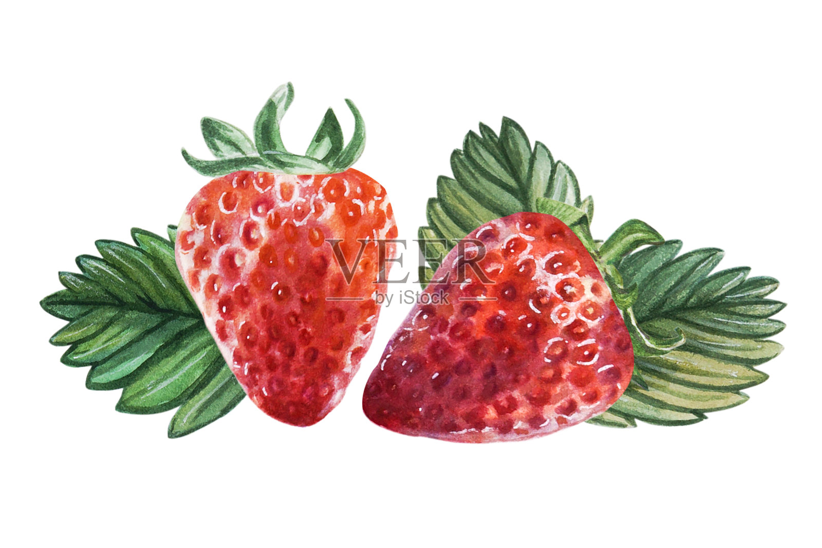 水彩画两个红色多汁的草莓和叶子。手绘食物插图。水果打印。标志设计。插画图片素材