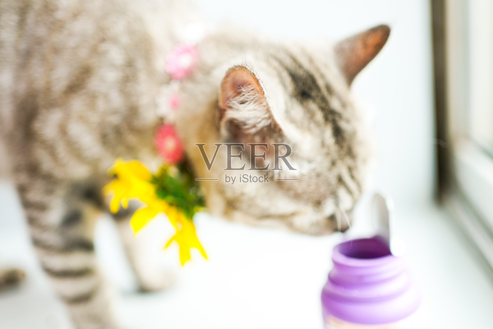 毛茸茸的虎斑猫和粉色塑料药瓶照片摄影图片