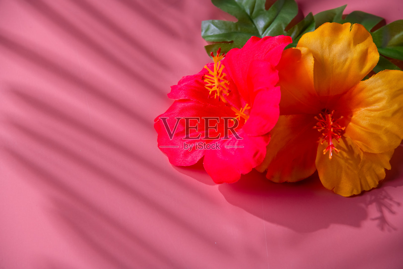 人工木槿花和叶在粉红色的背景。照片摄影图片