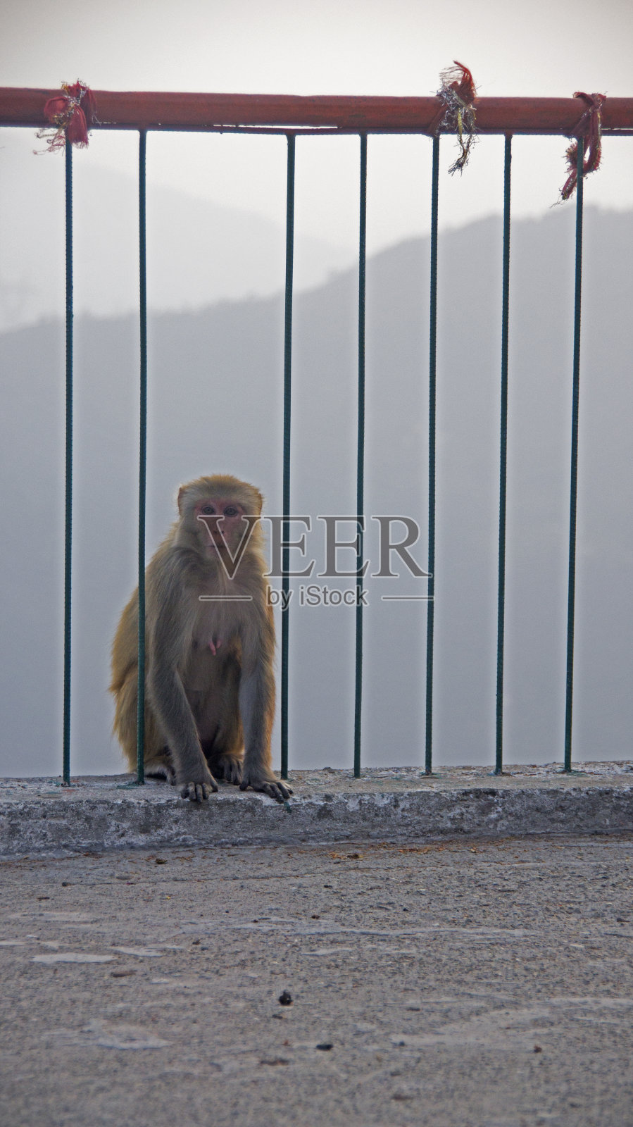 猴子坐在栏杆旁照片摄影图片