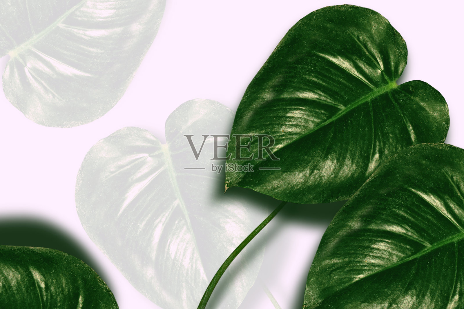 热带花怪的绿叶照片摄影图片