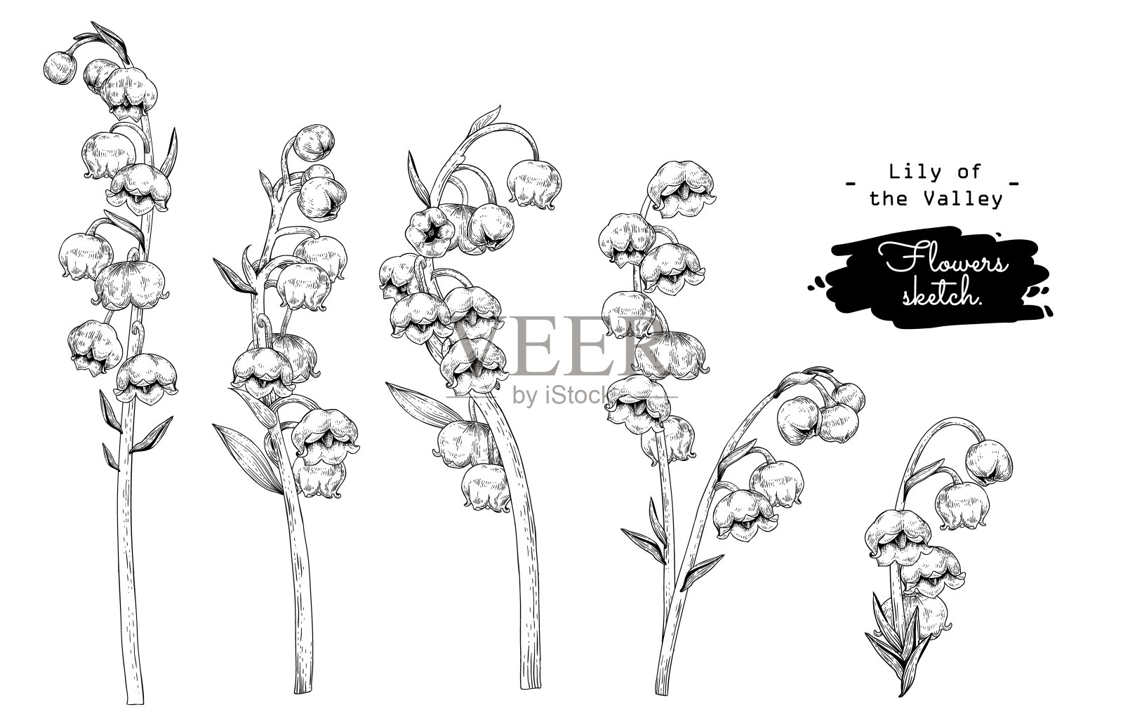 花卉装饰素描集。山谷中的百合花画。黑色和白色与线条艺术孤立在白色背景。手绘植物图。元素的向量。插画图片素材
