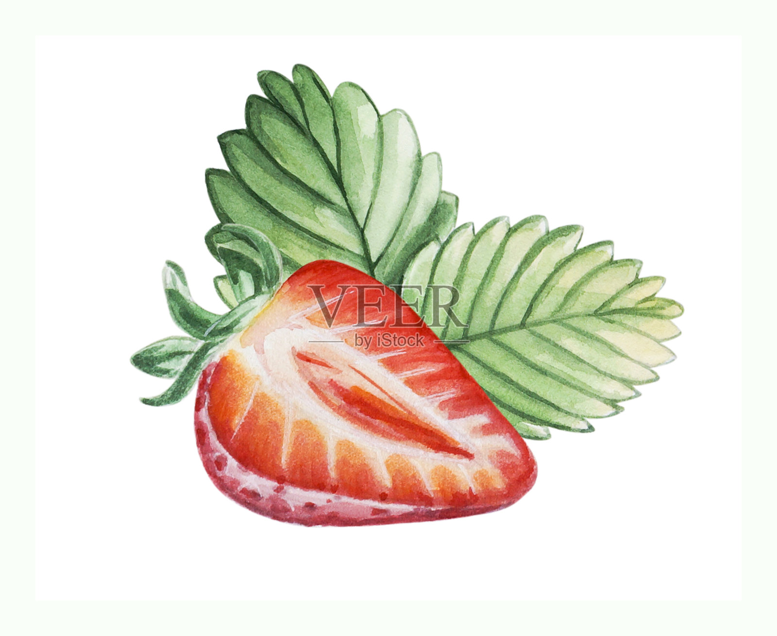 水彩红多汁的半浆果草莓叶。手绘食物插图。水果打印。标志设计插画图片素材