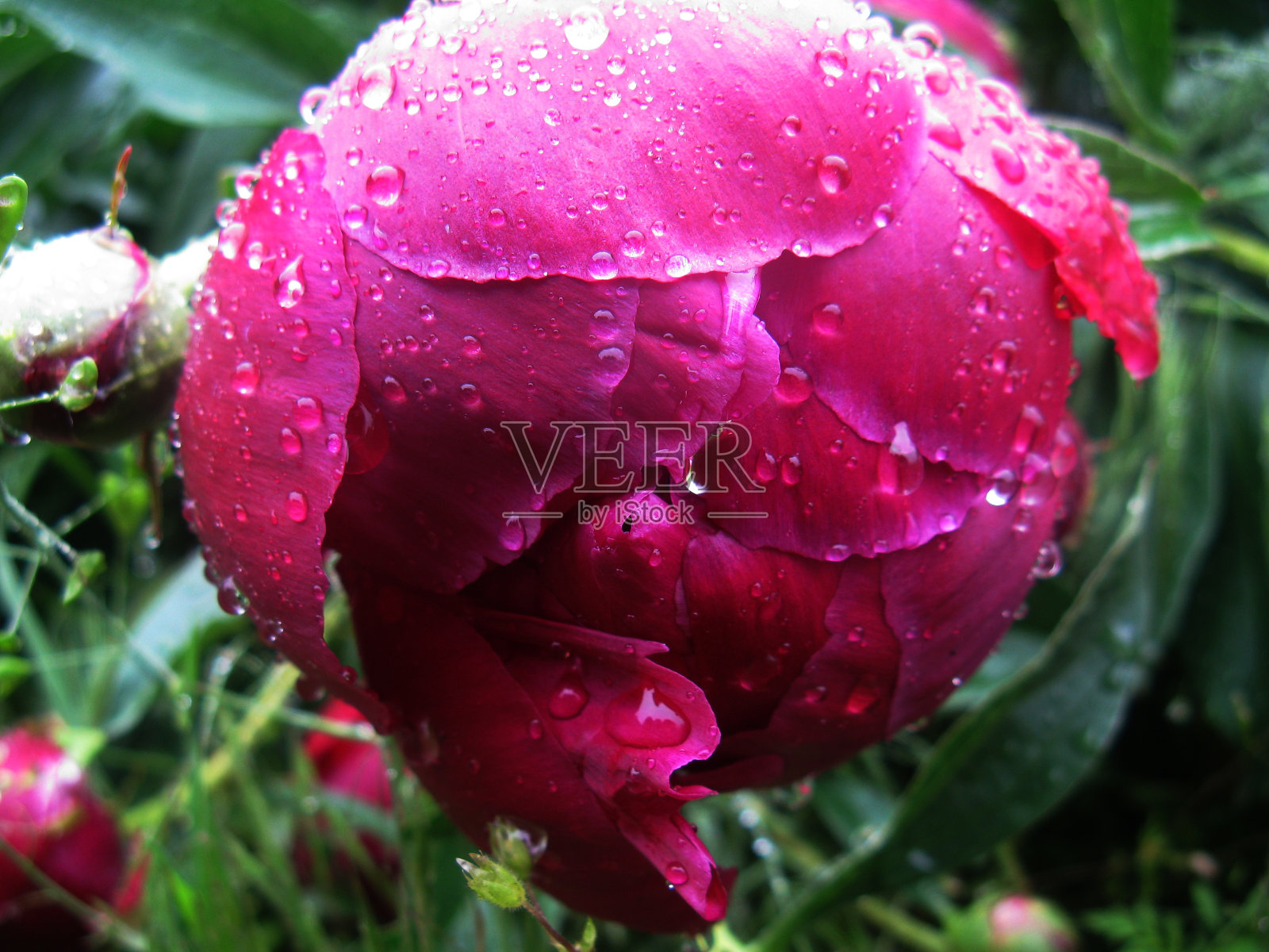 粉红牡丹雨点花蕾照片摄影图片