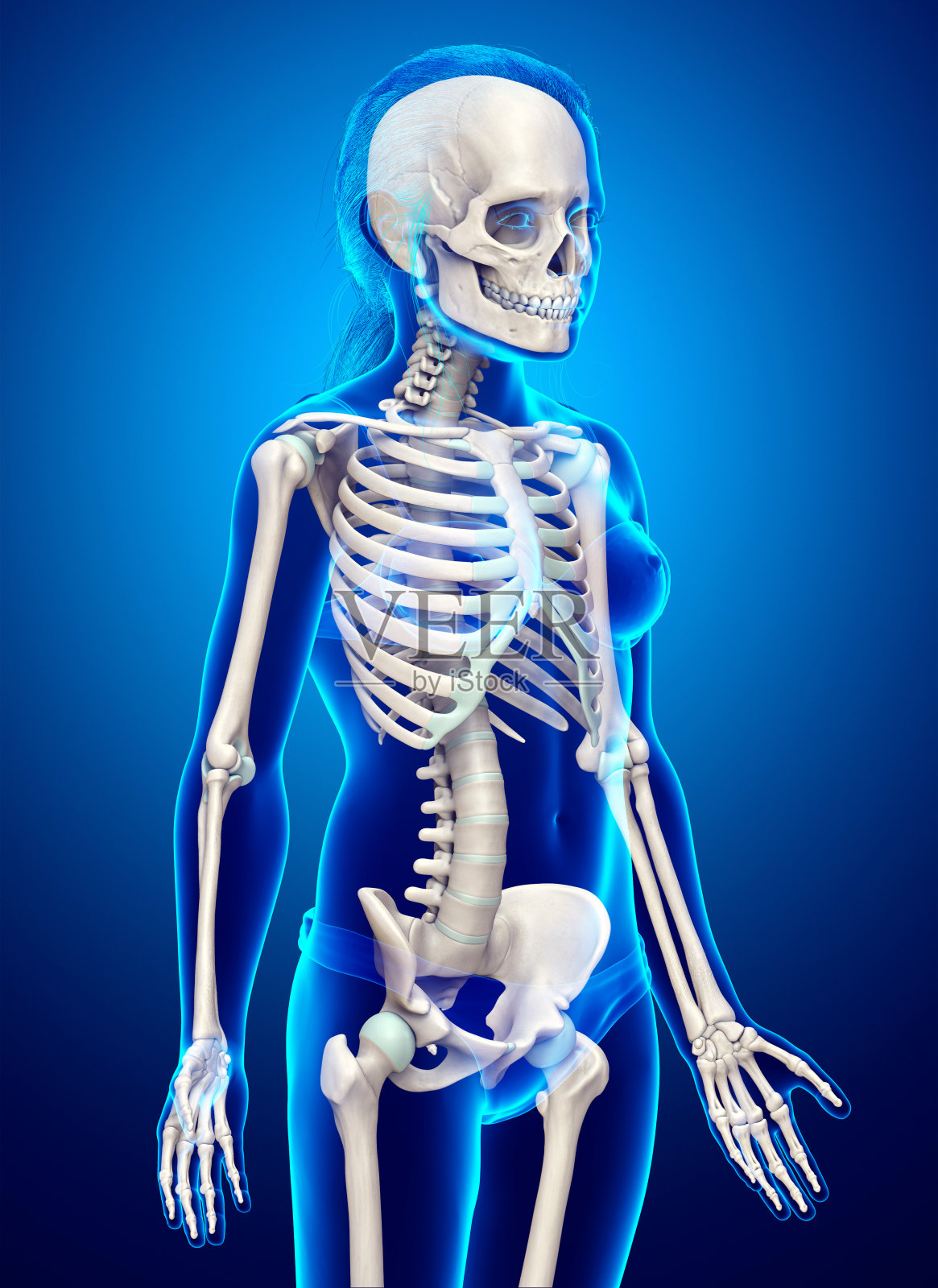 3d渲染，医学上准确的年轻女孩骨骼系统的插图照片摄影图片