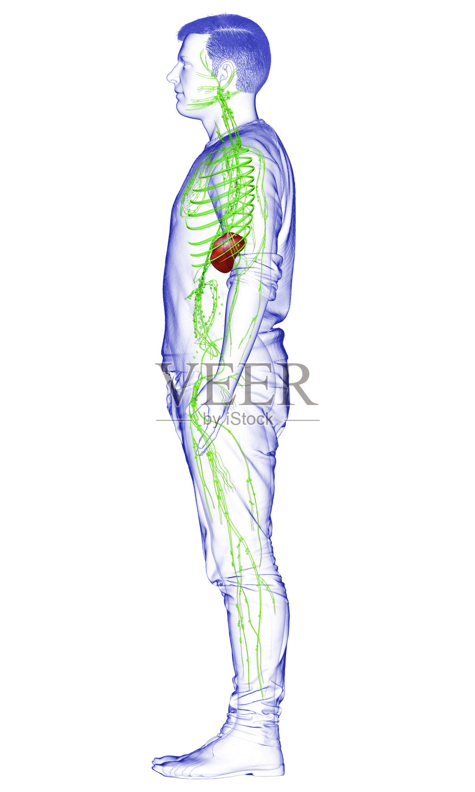 3d渲染医学上准确的男性淋巴系统的插图照片摄影图片