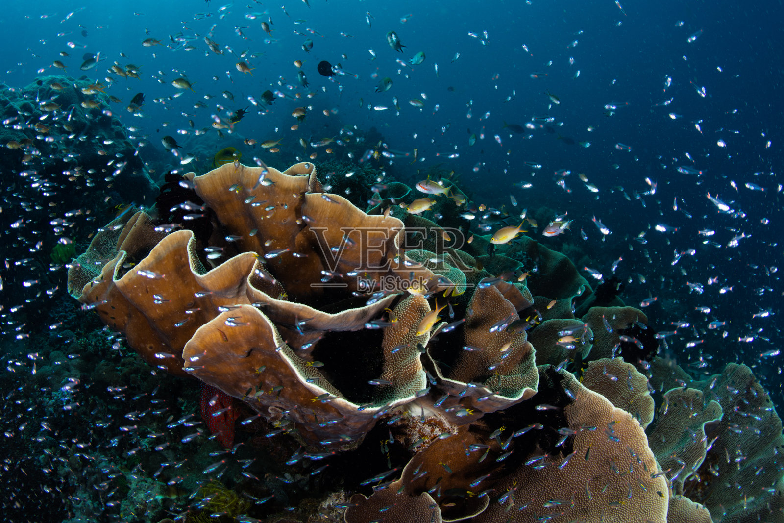 拉贾安帕惊人的珊瑚礁照片摄影图片