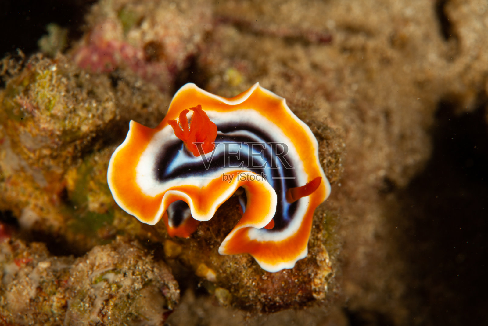 海洋生物。彩色的海蛞蝓水下生物裸鳃照片摄影图片