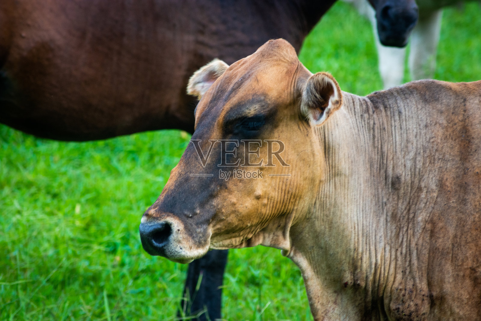 牛在牧场照片摄影图片